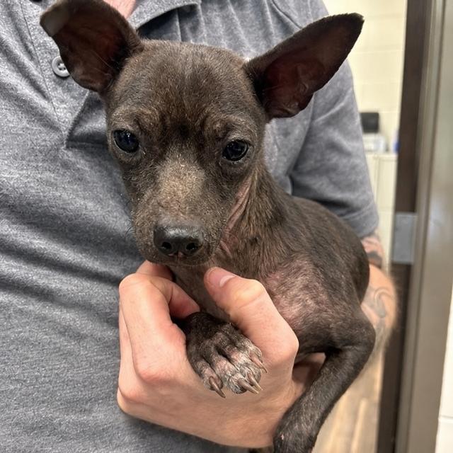 Huxley, ADOPTABLE, Young Male Chihuahua.