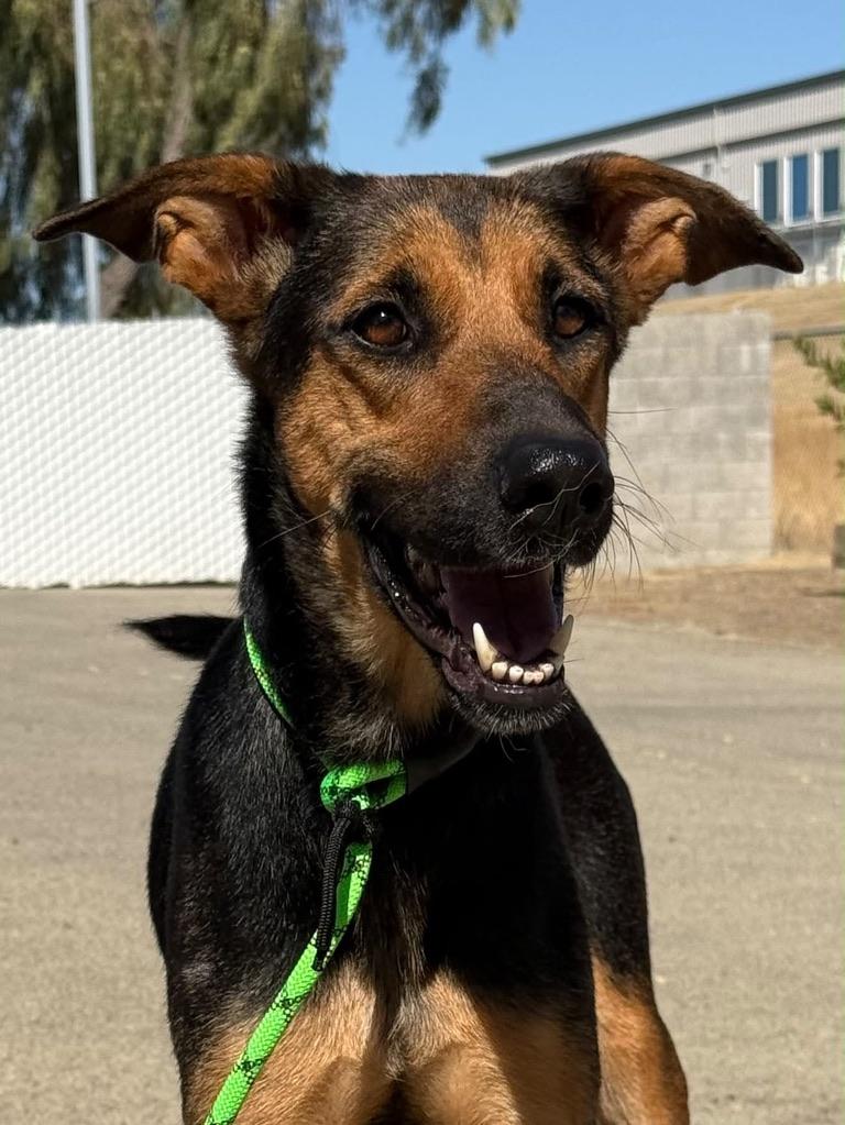 Enlarge ROXY, a Adoptable mixed breed in Arroyo Grande, CA image 2/6