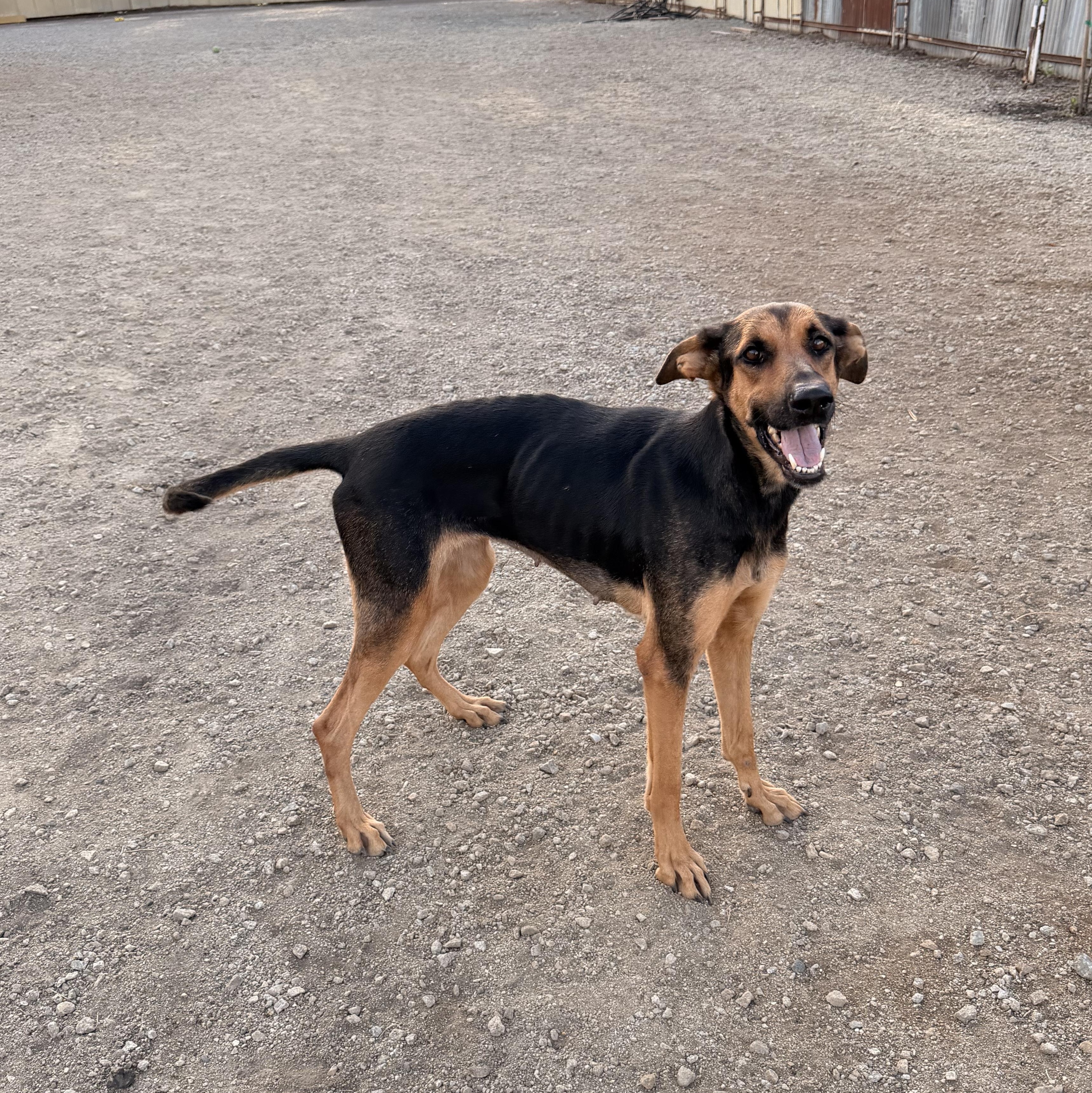 Enlarge ROXY, a Adoptable mixed breed in Arroyo Grande, CA image 4/6