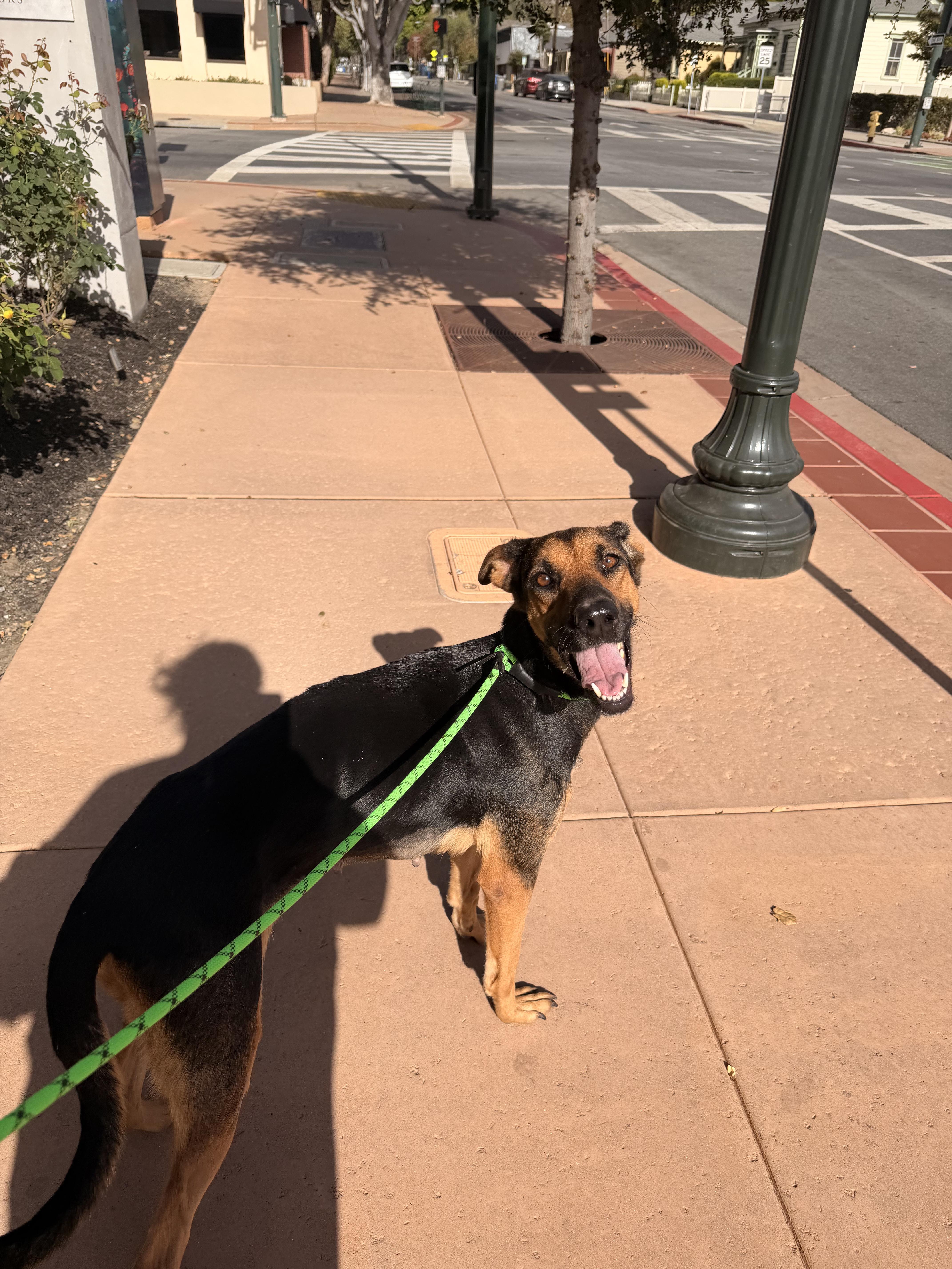 Enlarge ROXY, a Adoptable mixed breed in Arroyo Grande, CA image 6/6