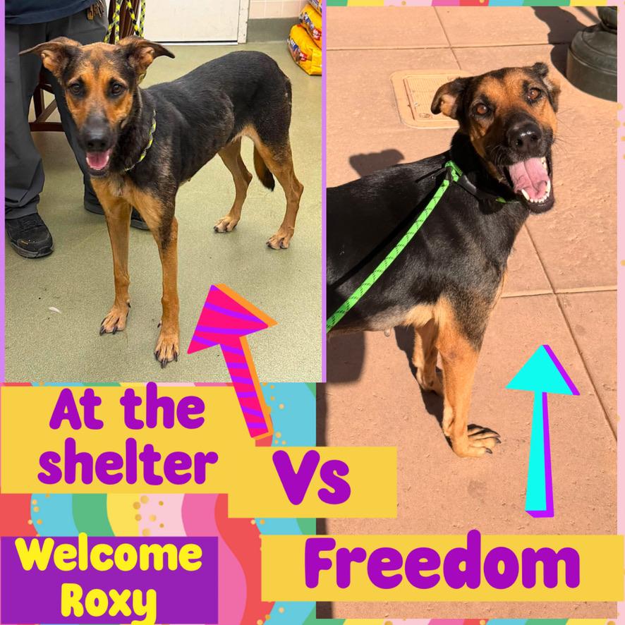 Enlarge ROXY, a Adoptable mixed breed in Arroyo Grande, CA image 3/6