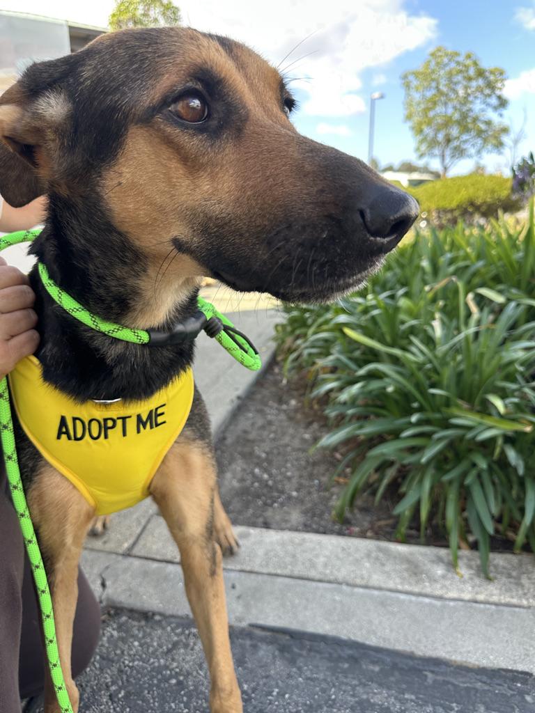 ROXY, Adoptable, Adult Female German Shepherd Dog & Doberman Pinscher.