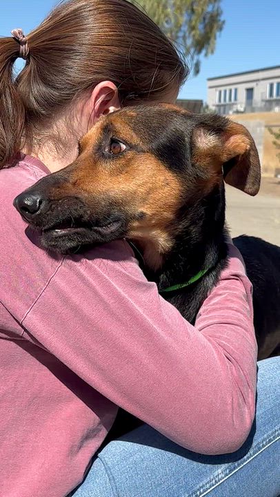 Enlarge ROXY, a Adoptable mixed breed in Arroyo Grande, CA video 5/6