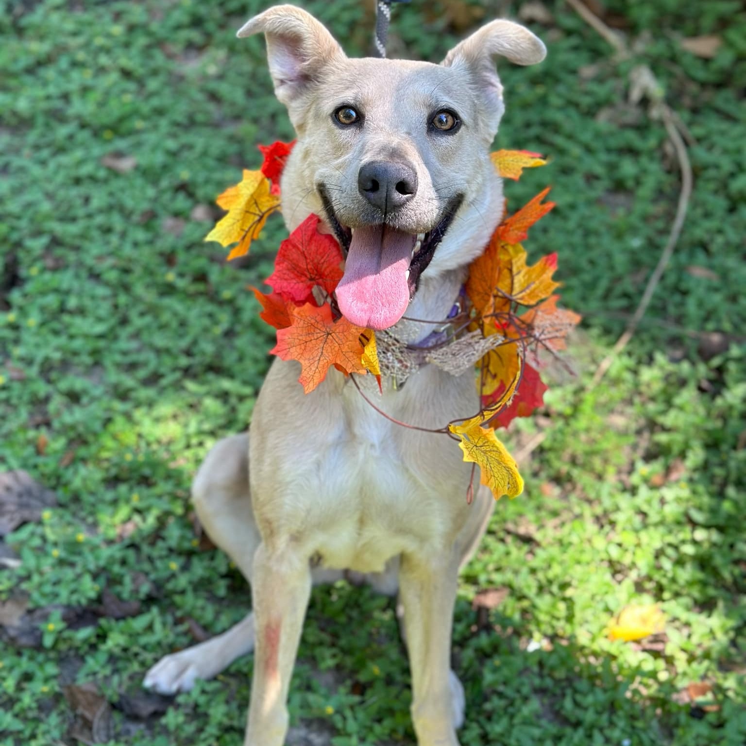 Dog for adoption Lucy, a German Shepherd Dog Mix in Geneseo , IL Petfinder