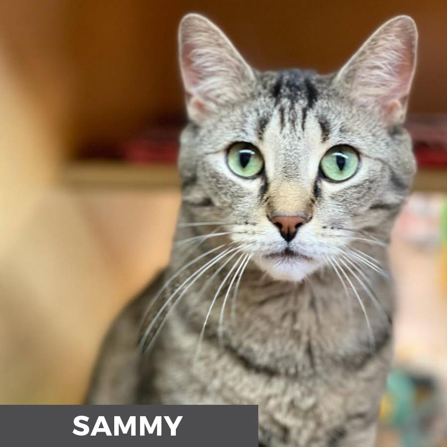 Sammy, ADOPTABLE, Adult Male Domestic Short Hair.