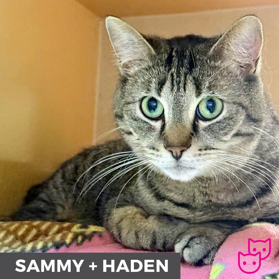 Enlarge Sammy (bonded with Haden), a ADOPTABLE Domestic Short Hair in Etobicoke, ON image 3/6