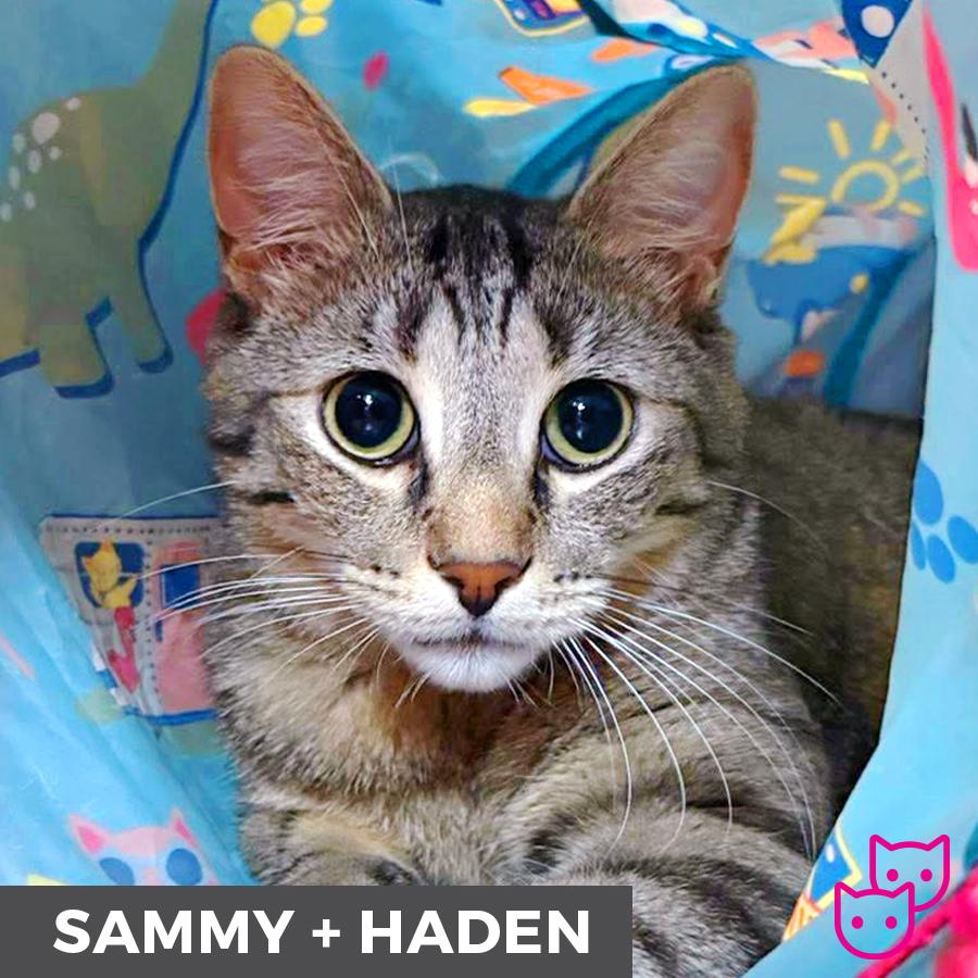 Enlarge Sammy (bonded with Haden), a ADOPTABLE Domestic Short Hair in Etobicoke, ON image 4/6