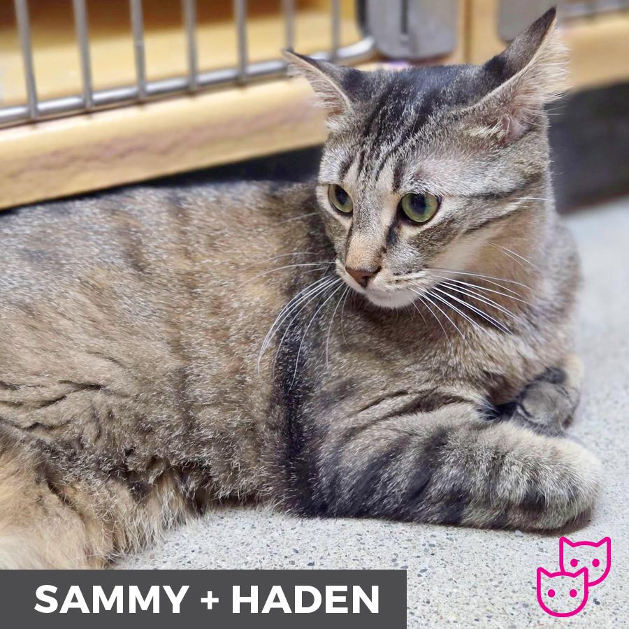 Enlarge Sammy (bonded with Haden), a ADOPTABLE Domestic Short Hair in Etobicoke, ON image 5/6