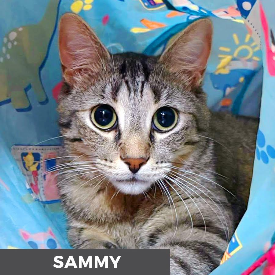 Sammy, a ADOPTABLE Domestic Short Hair in Etobicoke, ON image 6/6