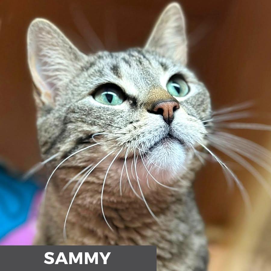 Sammy, a ADOPTABLE Domestic Short Hair in Etobicoke, ON image 2/6