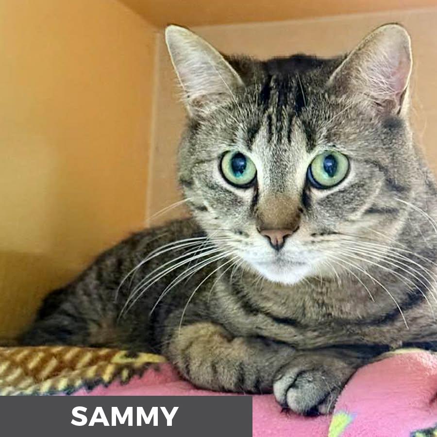 Sammy, a ADOPTABLE Domestic Short Hair in Etobicoke, ON image 4/6
