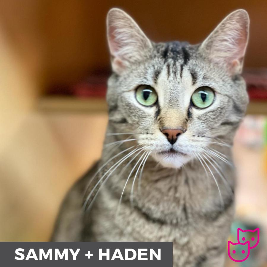 Sammy (bonded with Haden), ADOPTABLE, Adult Male Domestic Short Hair.