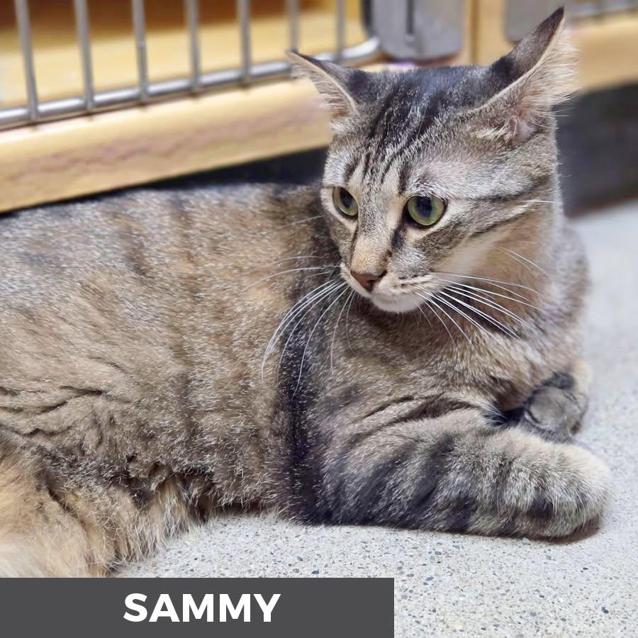 Sammy, a ADOPTABLE Domestic Short Hair in Etobicoke, ON image 5/6
