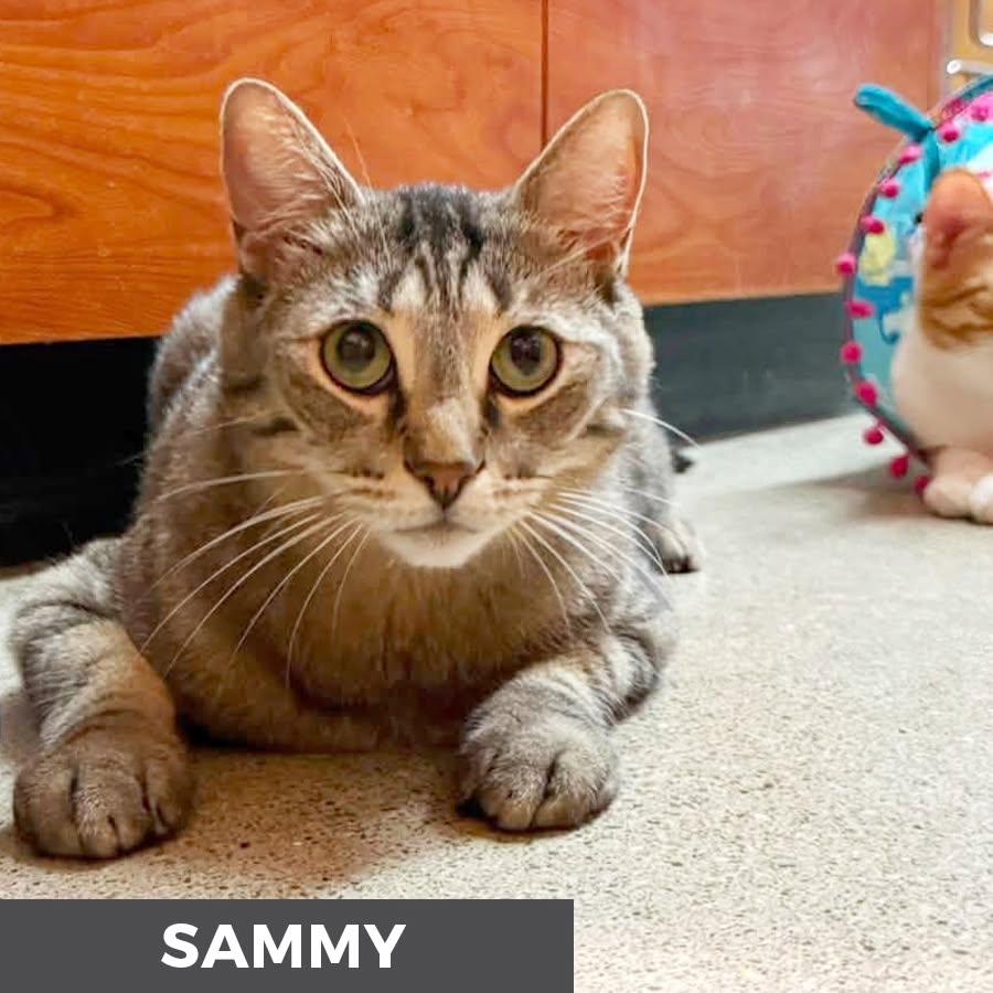 Sammy, a ADOPTABLE Domestic Short Hair in Etobicoke, ON image 3/6