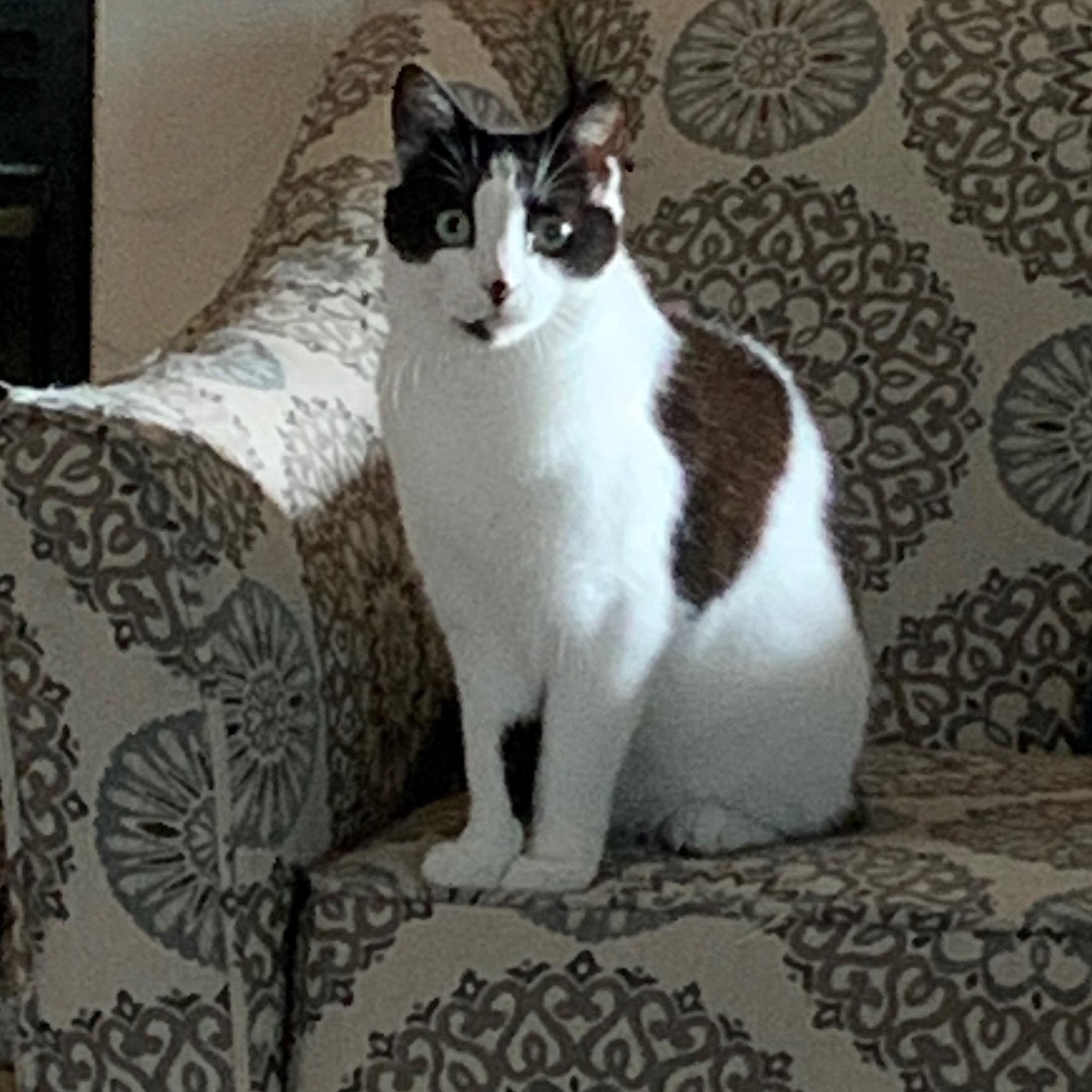 Cindy, Adoptable, Young Female Tuxedo.