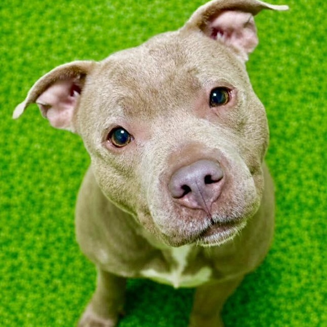 Sunny, adopted, Adult Female Pit Bull Terrier.