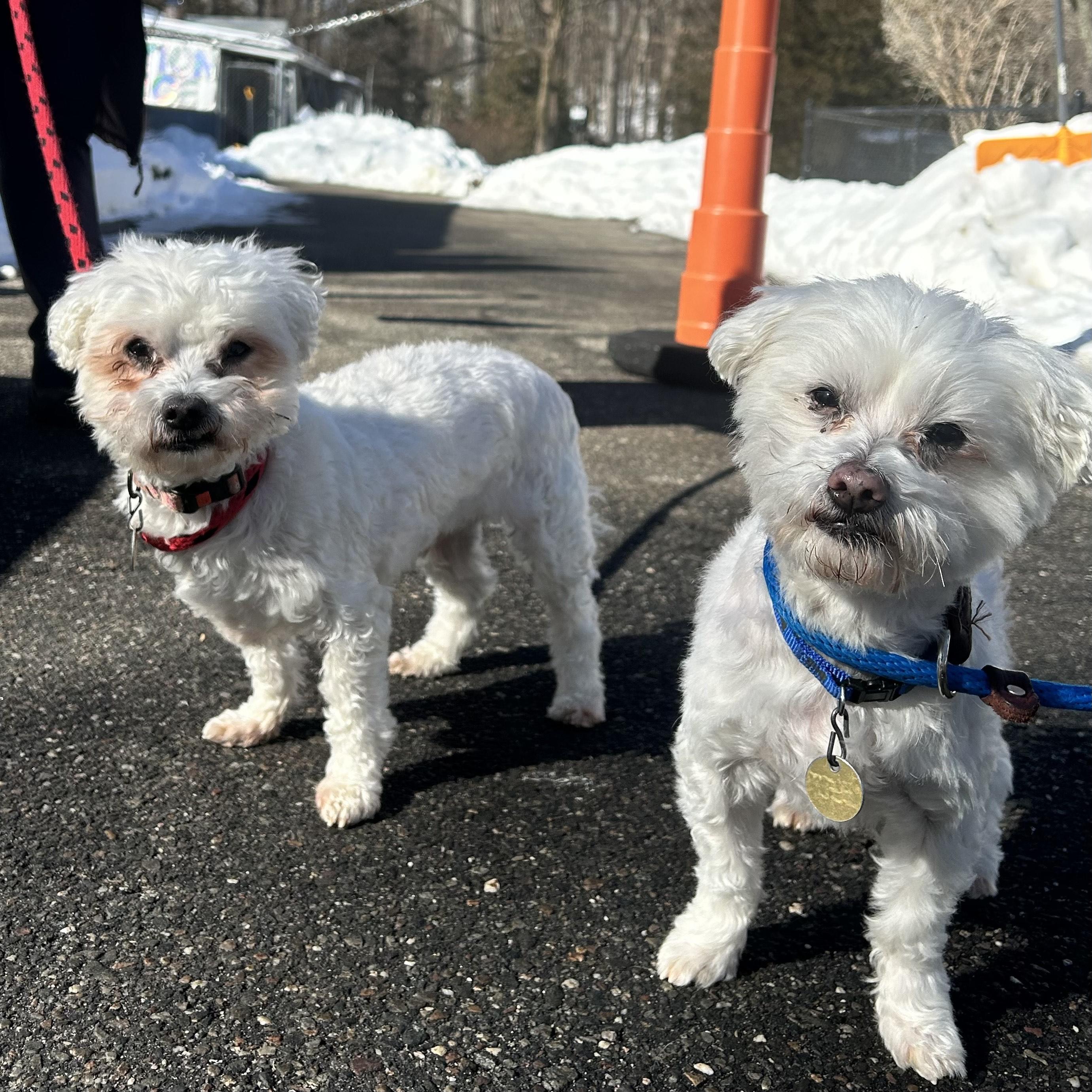 Pillsbury and doughboy, ADOPTABLE, Senior Male Maltese.