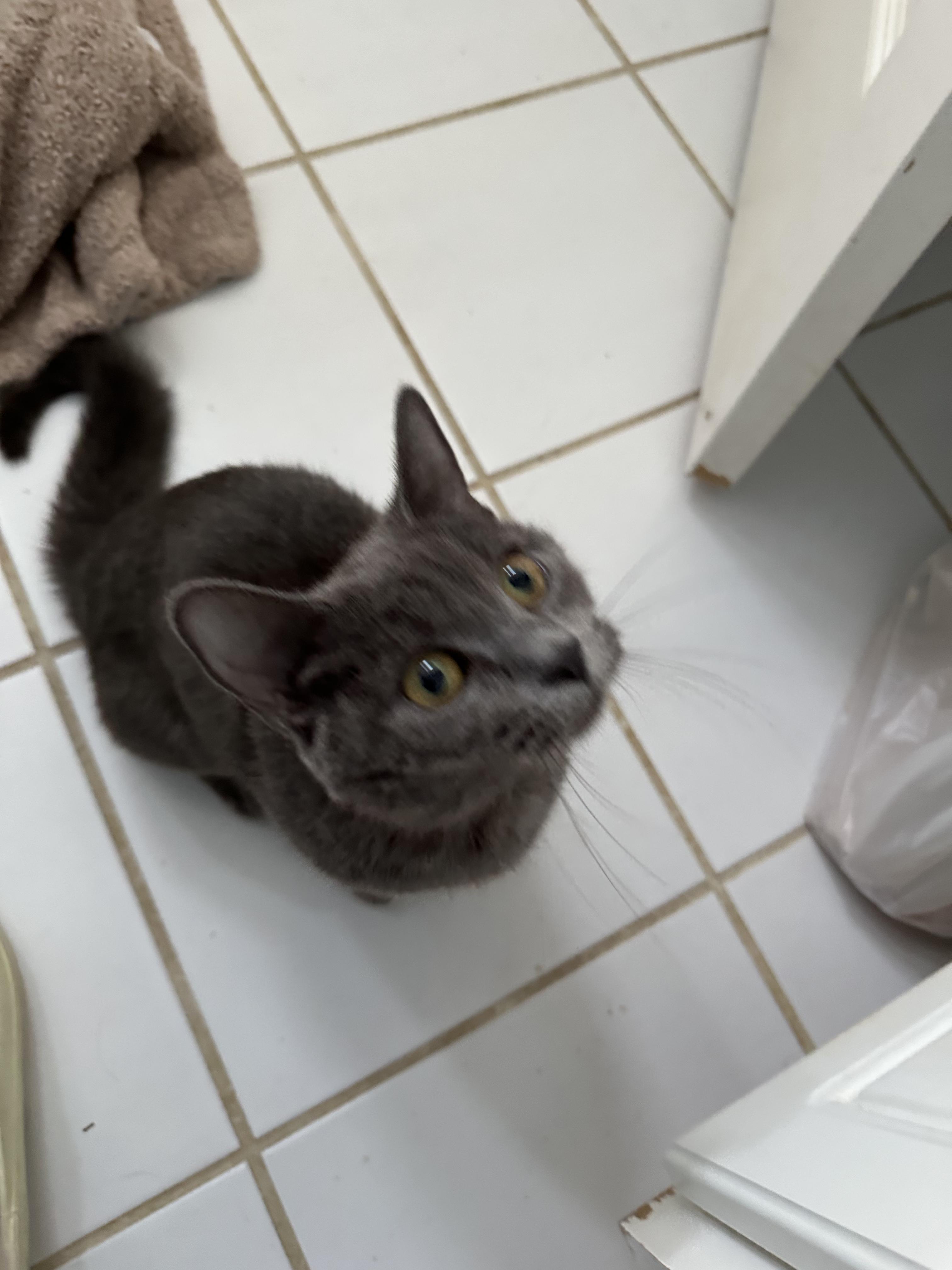 Razzle Dazzle, an adopted Domestic Short Hair in Richmond, VA image 3/5