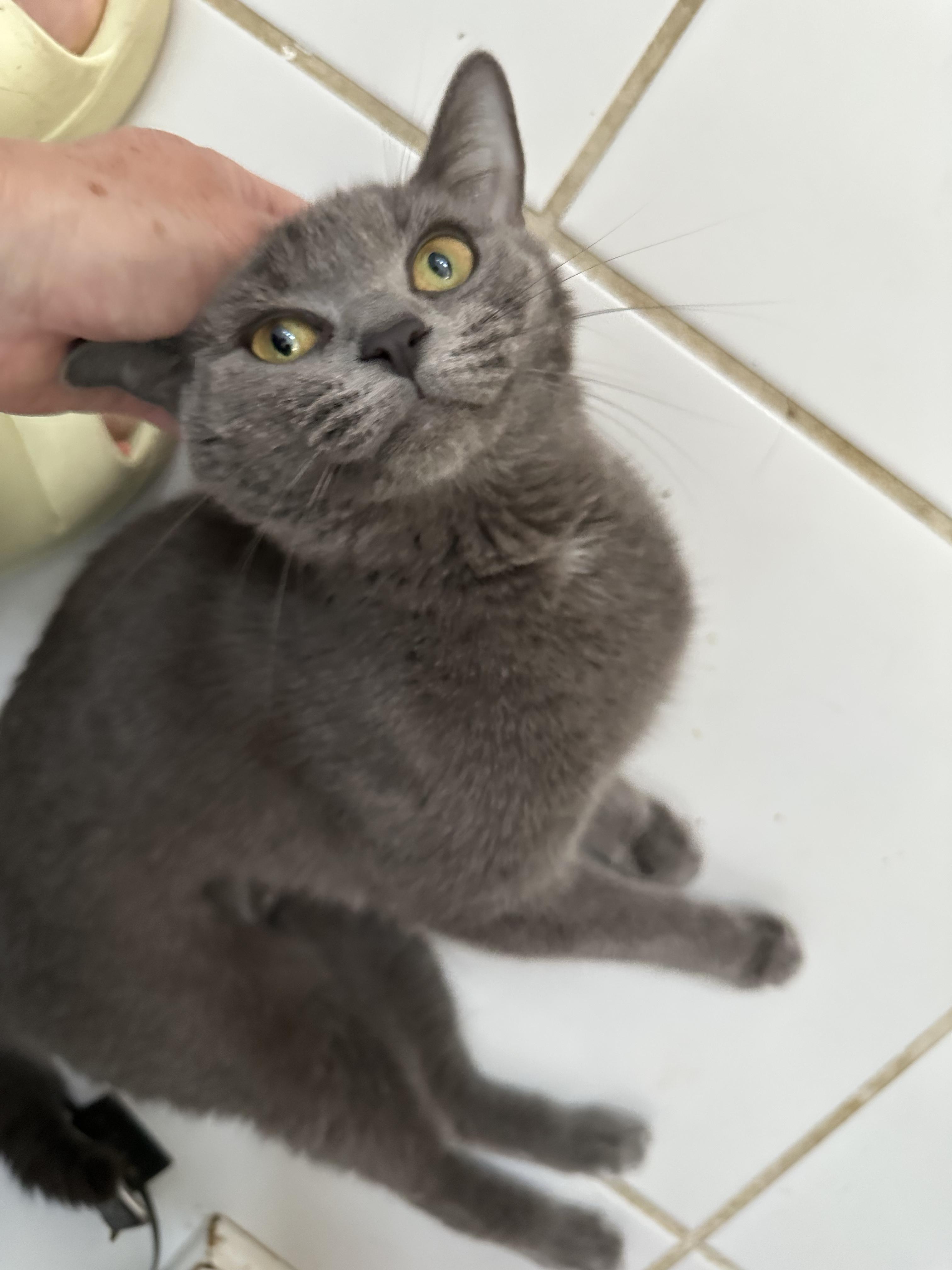 Razzle Dazzle, an adopted Domestic Short Hair in Richmond, VA image 1/5