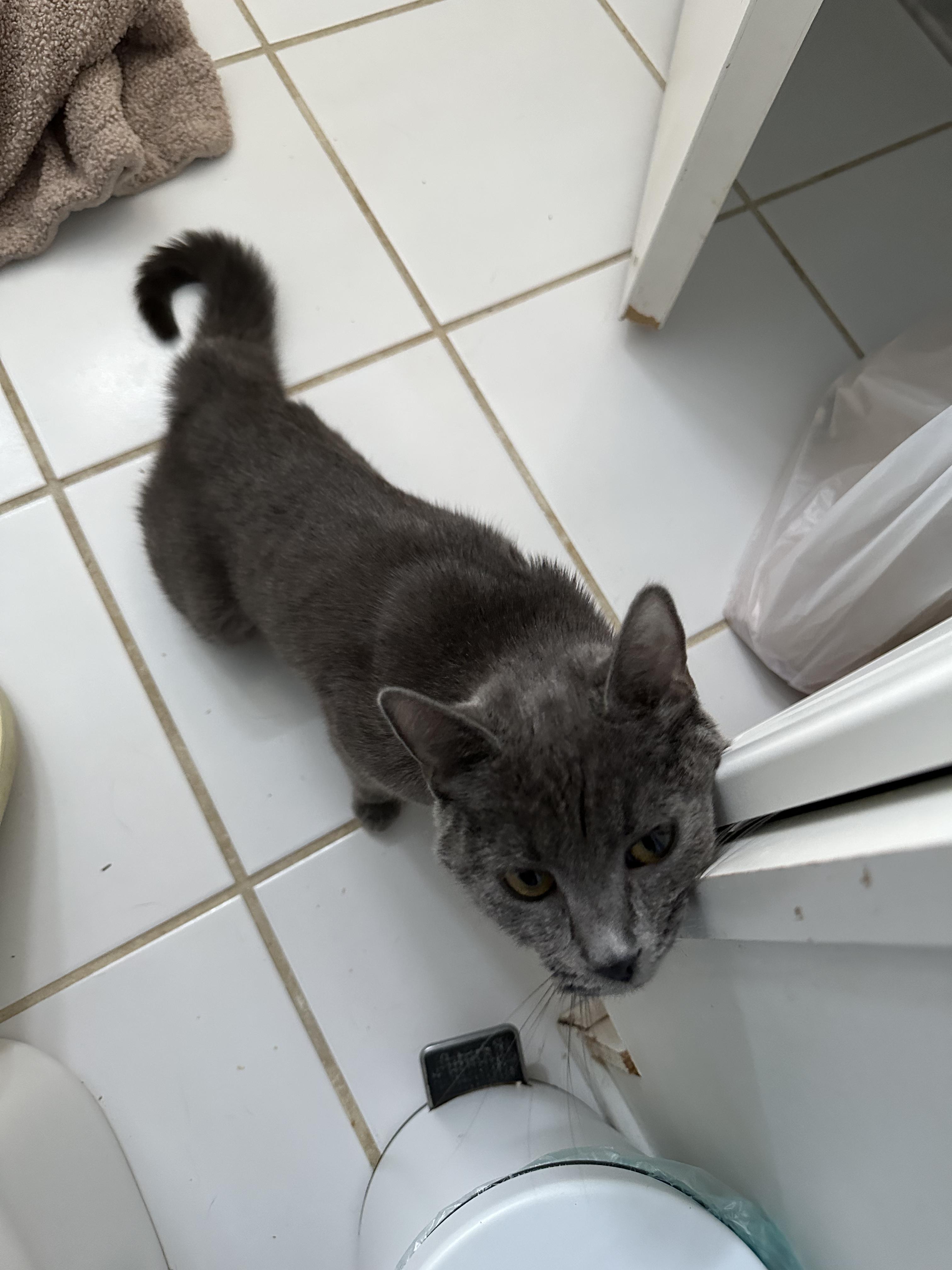 Razzle Dazzle, an adopted Domestic Short Hair in Richmond, VA image 5/5