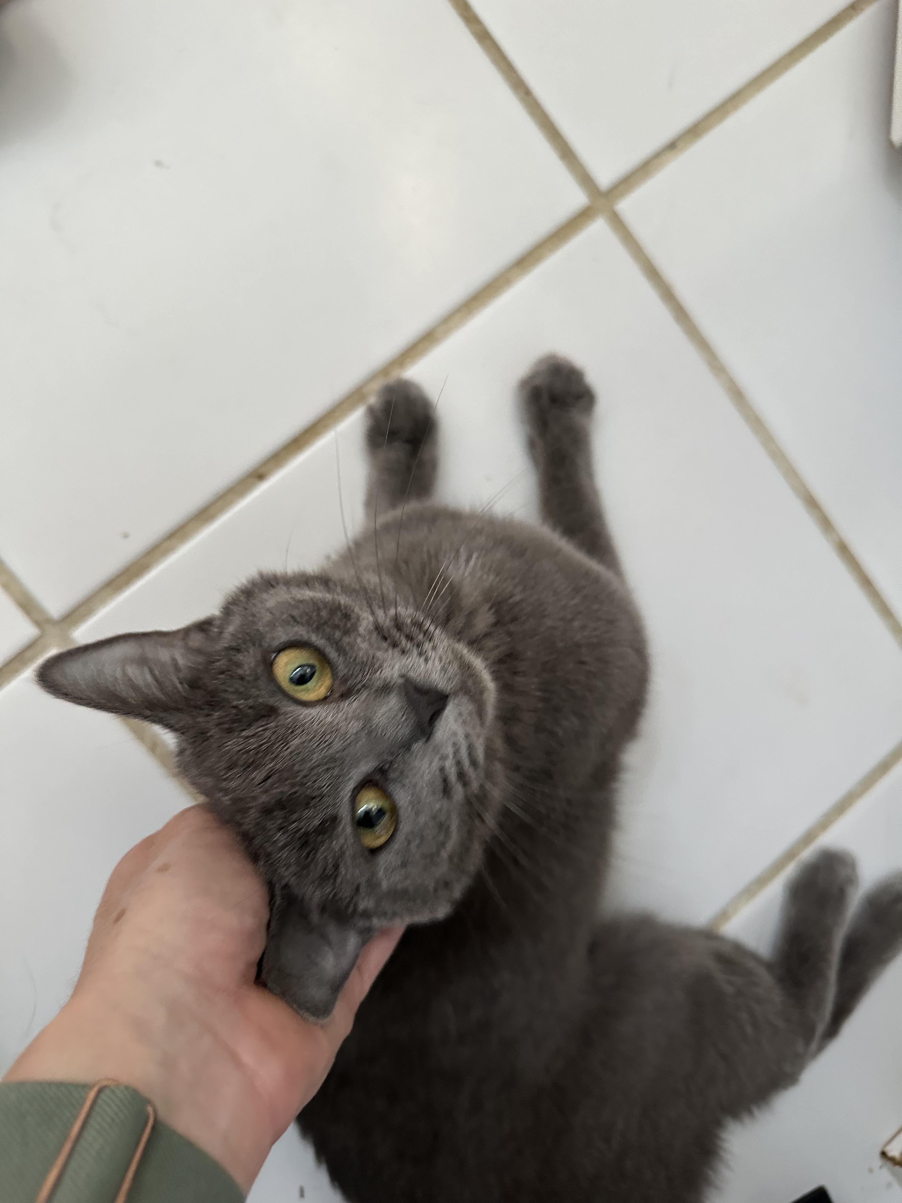 Razzle Dazzle, an adopted Domestic Short Hair in Richmond, VA image 2/5
