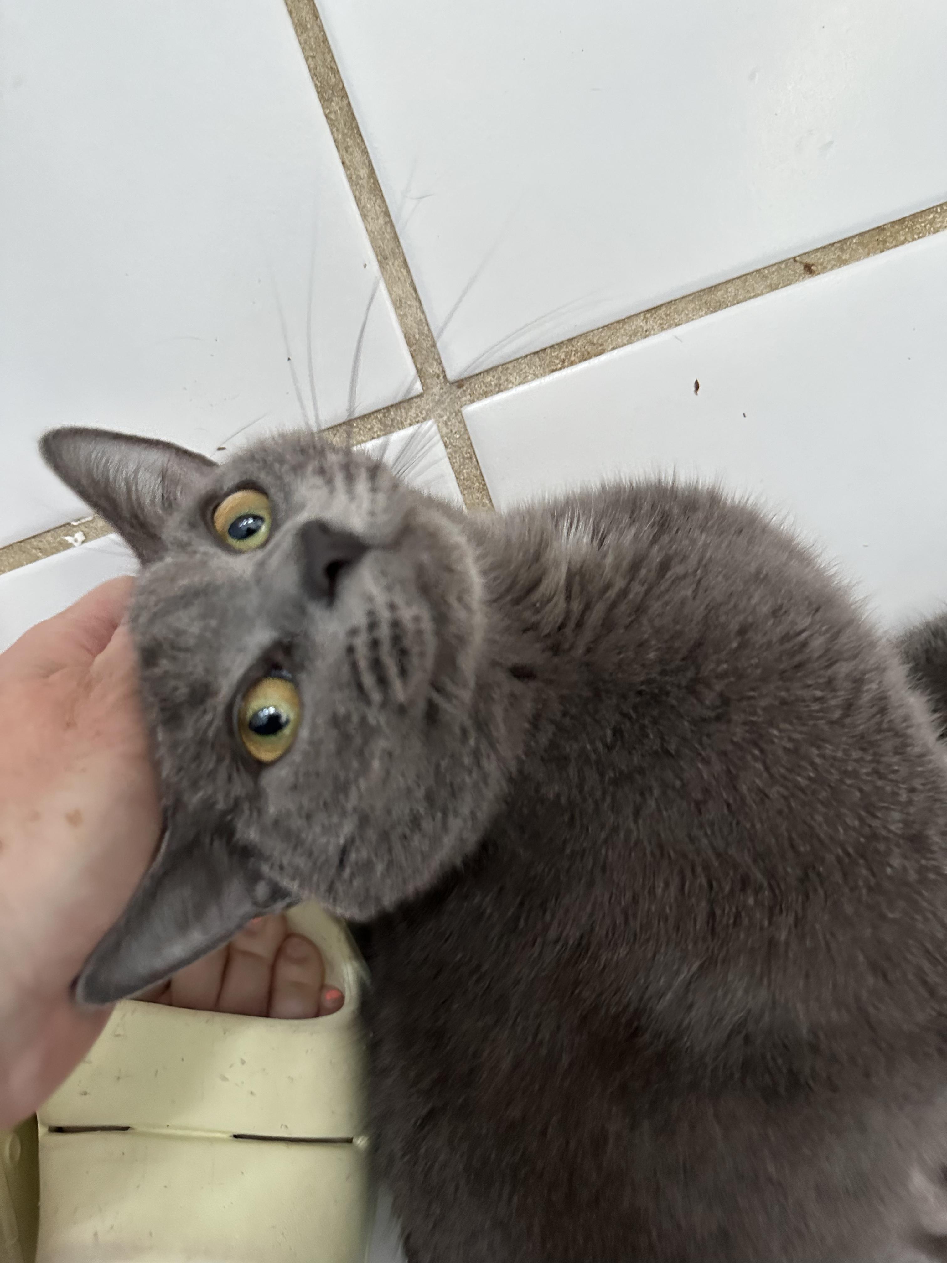 Razzle Dazzle, an adopted Domestic Short Hair in Richmond, VA image 4/5