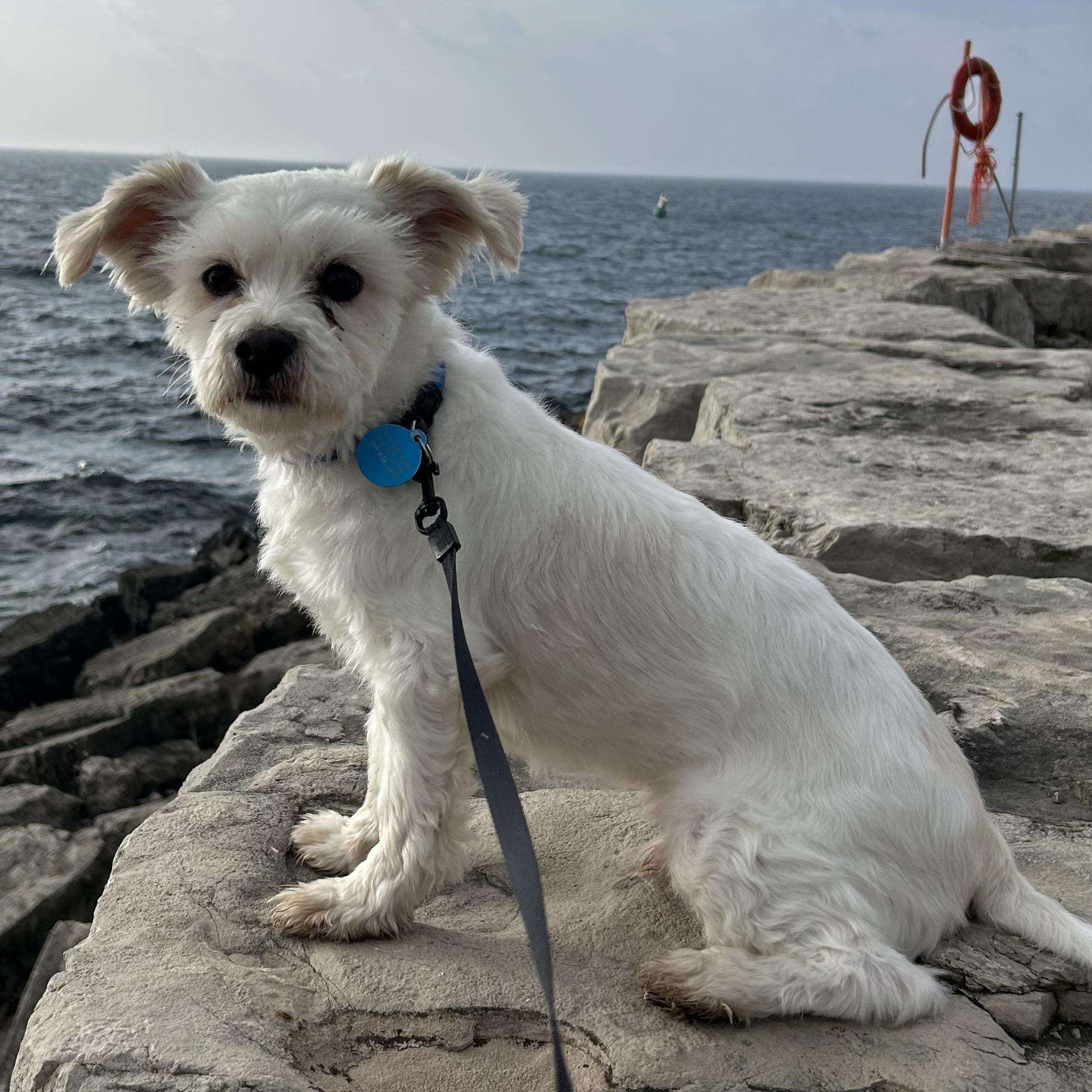 Bronx, Adoptable, Adult Male West Highland White Terrier / Westie & Maltese.