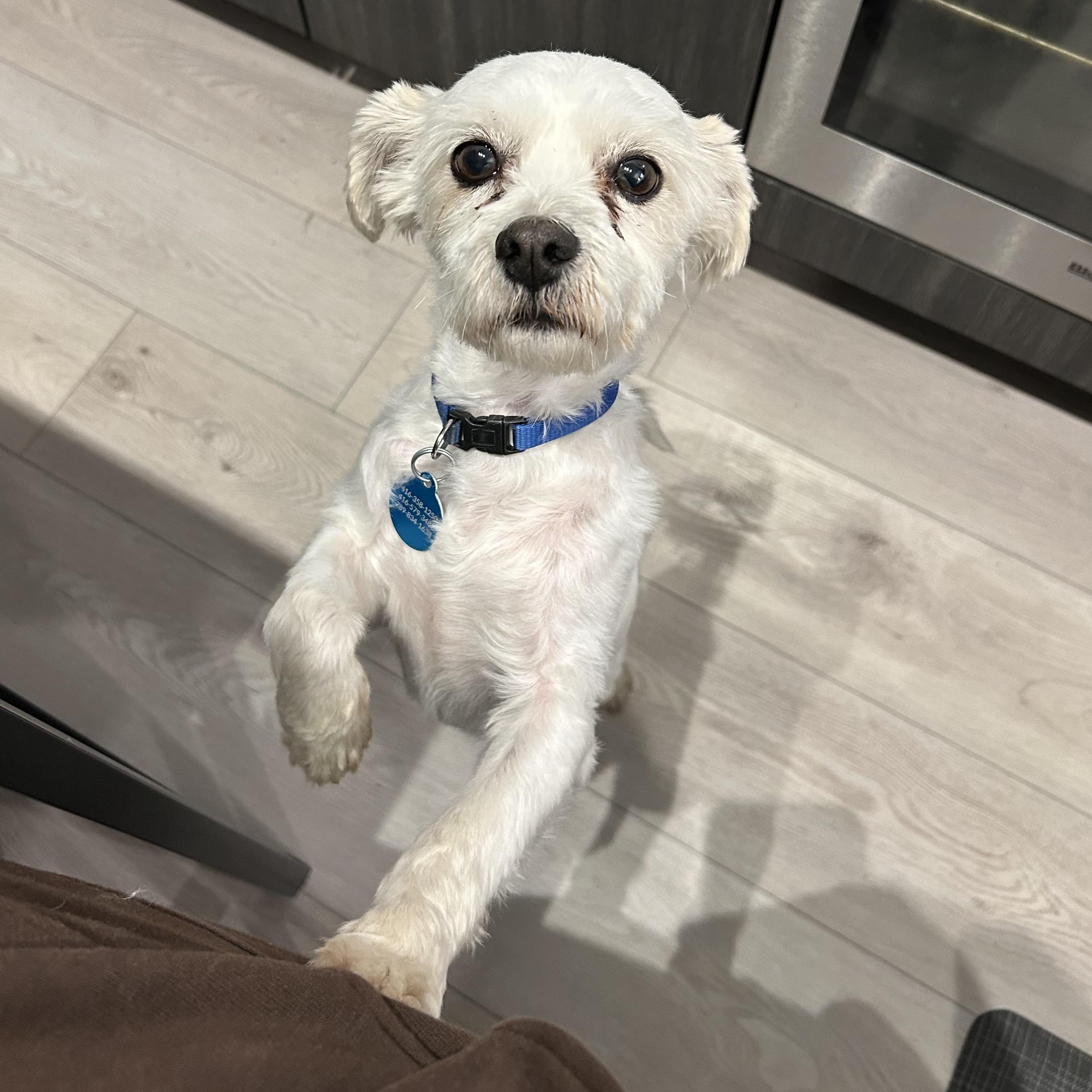 Bronx, Adoptable, Adult Male West Highland White Terrier / Westie & Maltese.