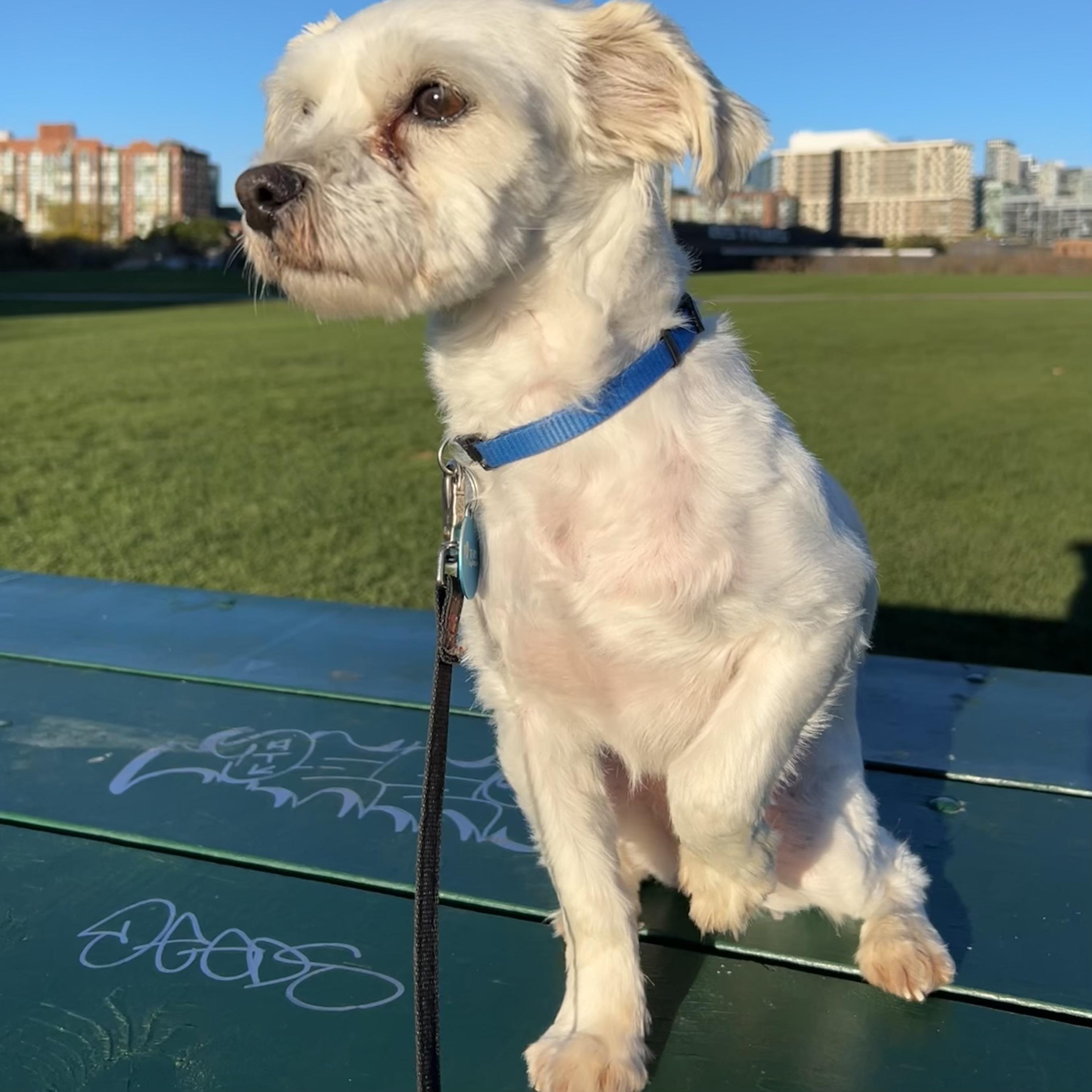 Enlarge Bronx, a Adoptable mixed breed in Toronto, ON image 3/5