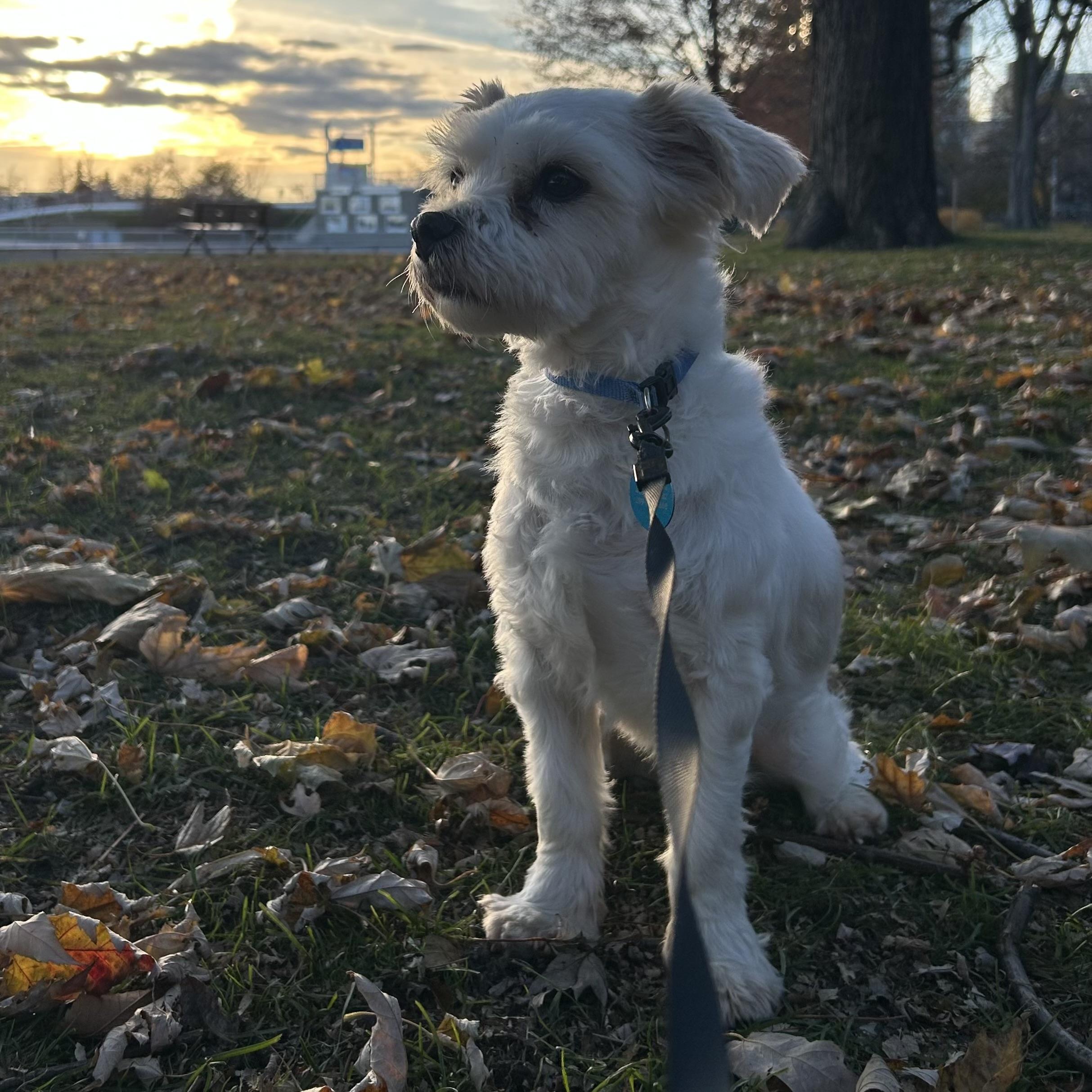 Enlarge Bronx, a Adoptable mixed breed in Toronto, ON image 3/6