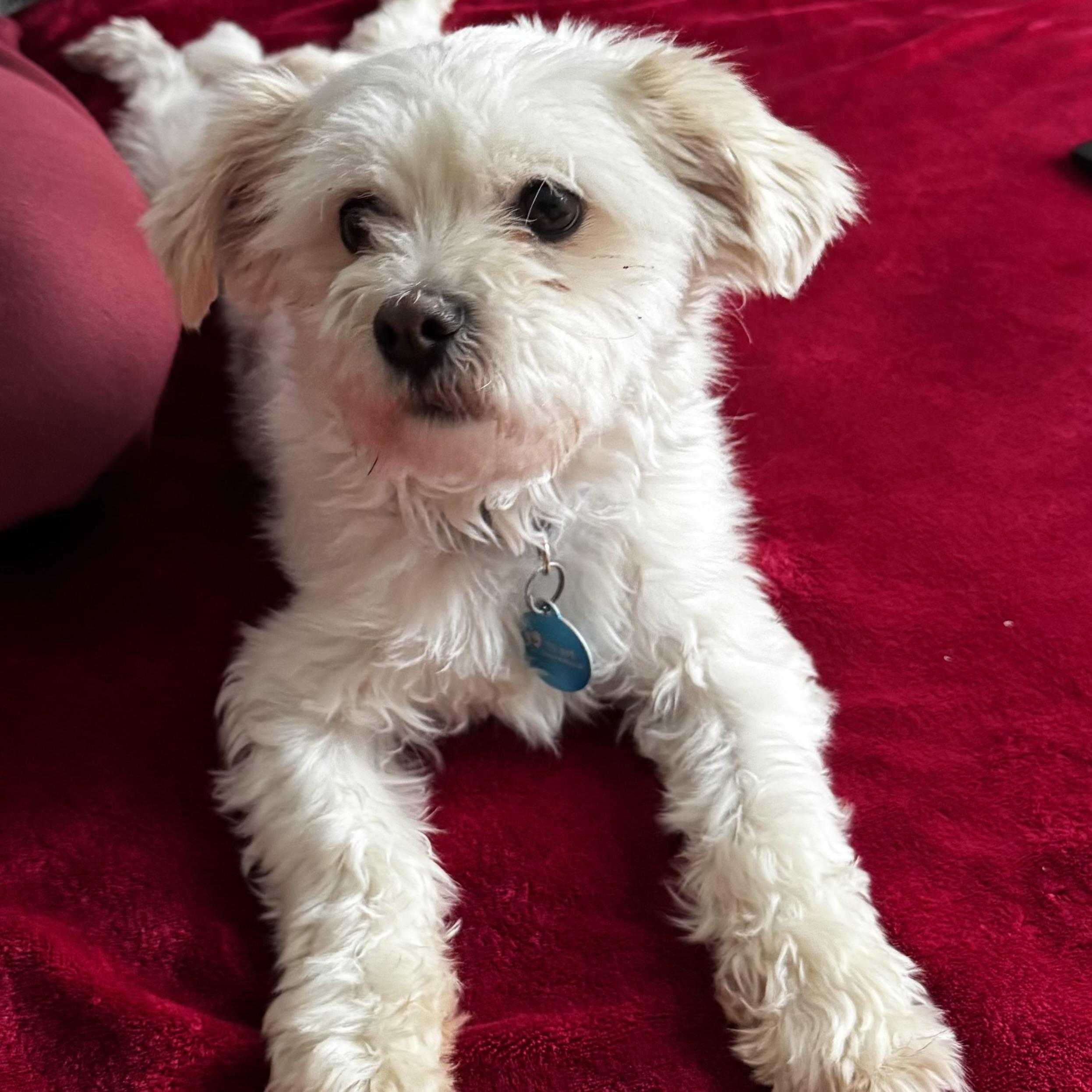 Enlarge Bronx, a Adoptable mixed breed in Toronto, ON image 6/6