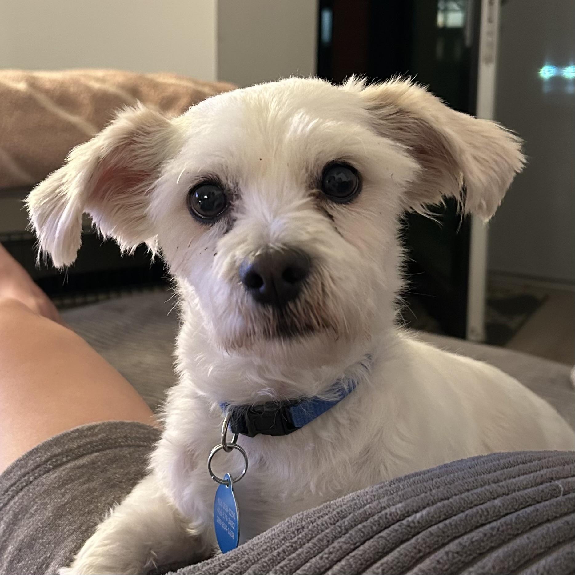 Enlarge Bronx, a Adoptable mixed breed in Toronto, ON image 4/6