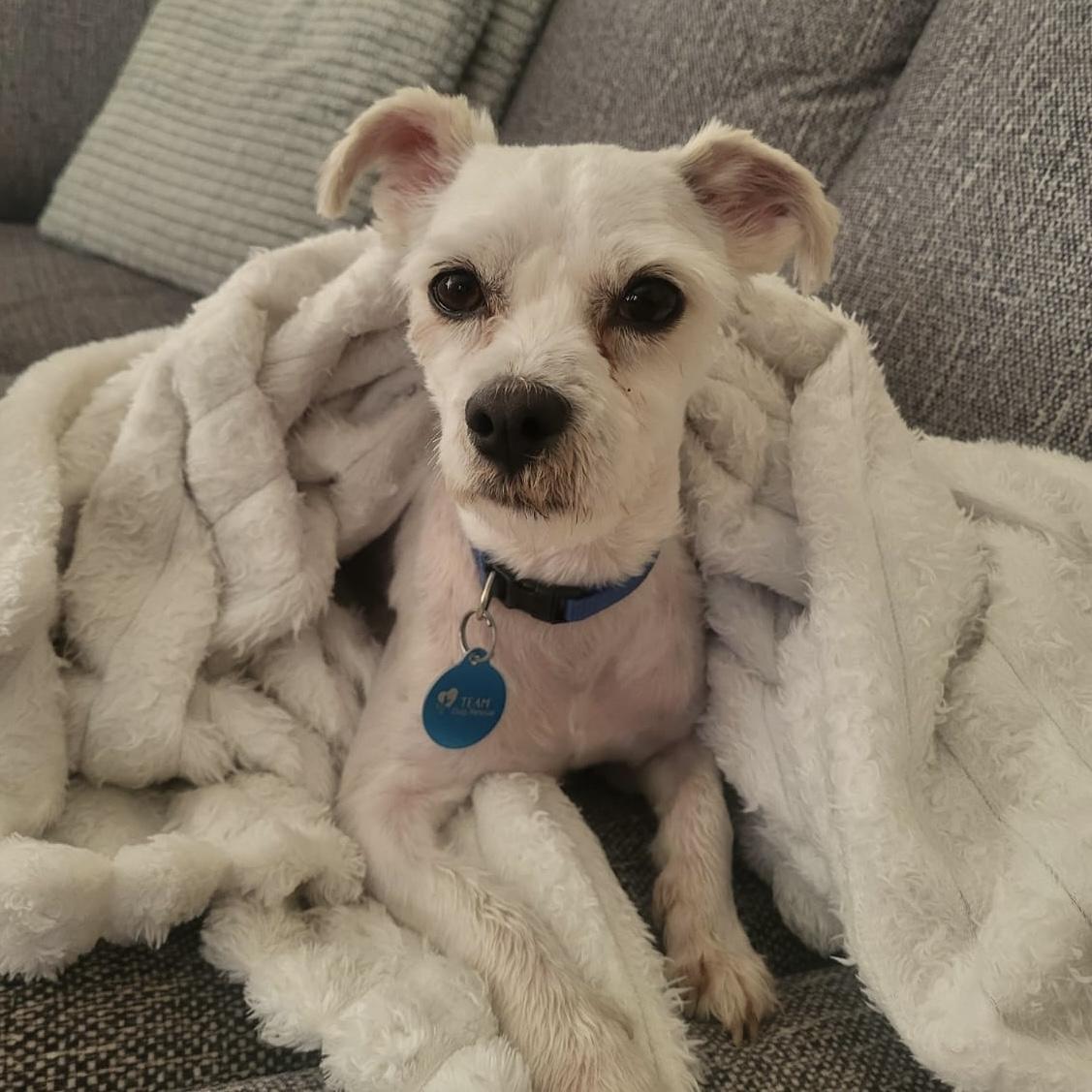 Enlarge Bronx, a Adoptable mixed breed in Toronto, ON image 4/5