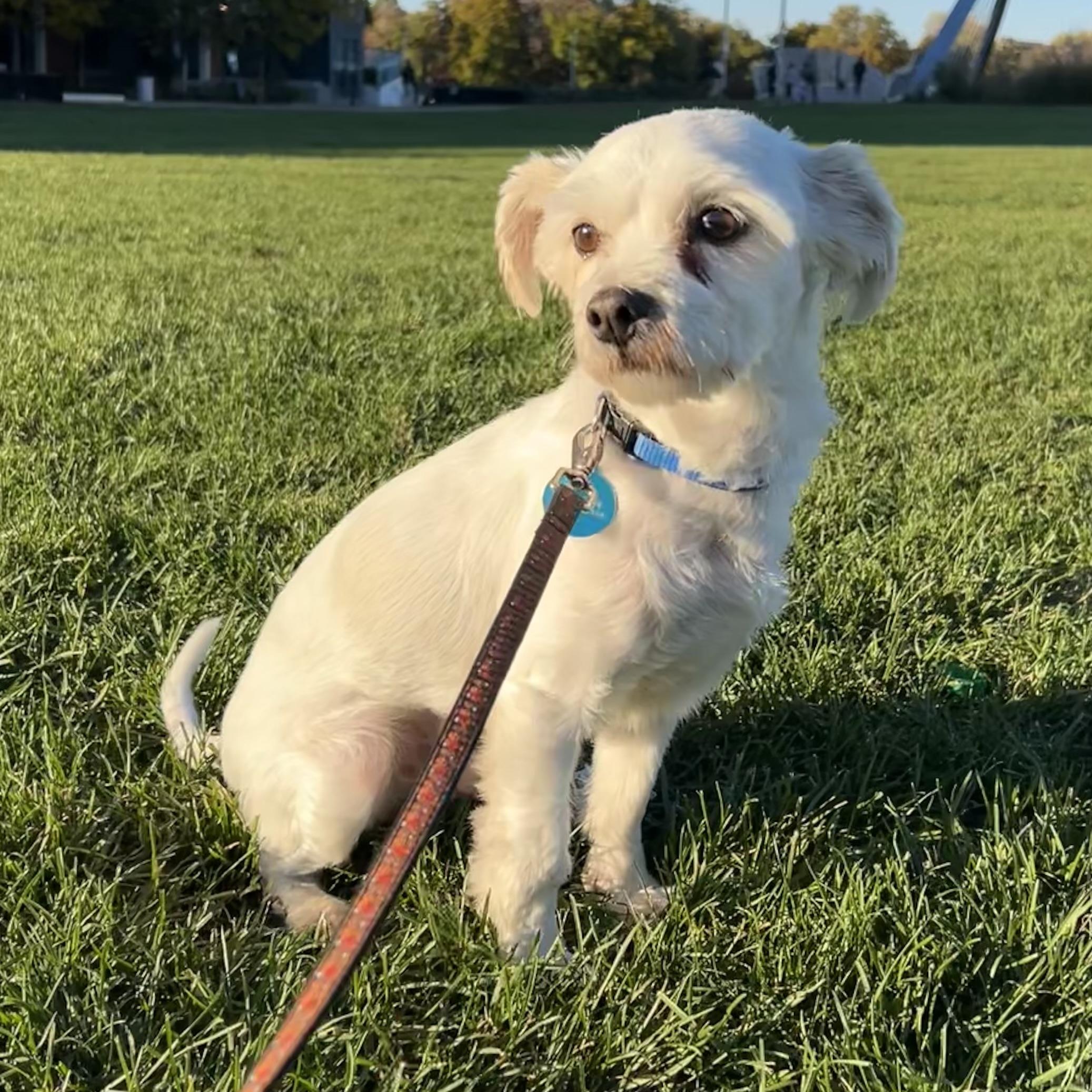 Enlarge Bronx, a Adoptable mixed breed in Toronto, ON image 5/5