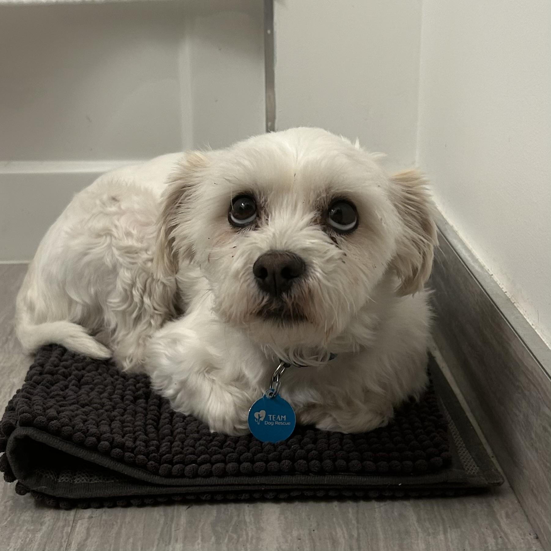 Enlarge Bronx, a Adoptable mixed breed in Toronto, ON image 5/6