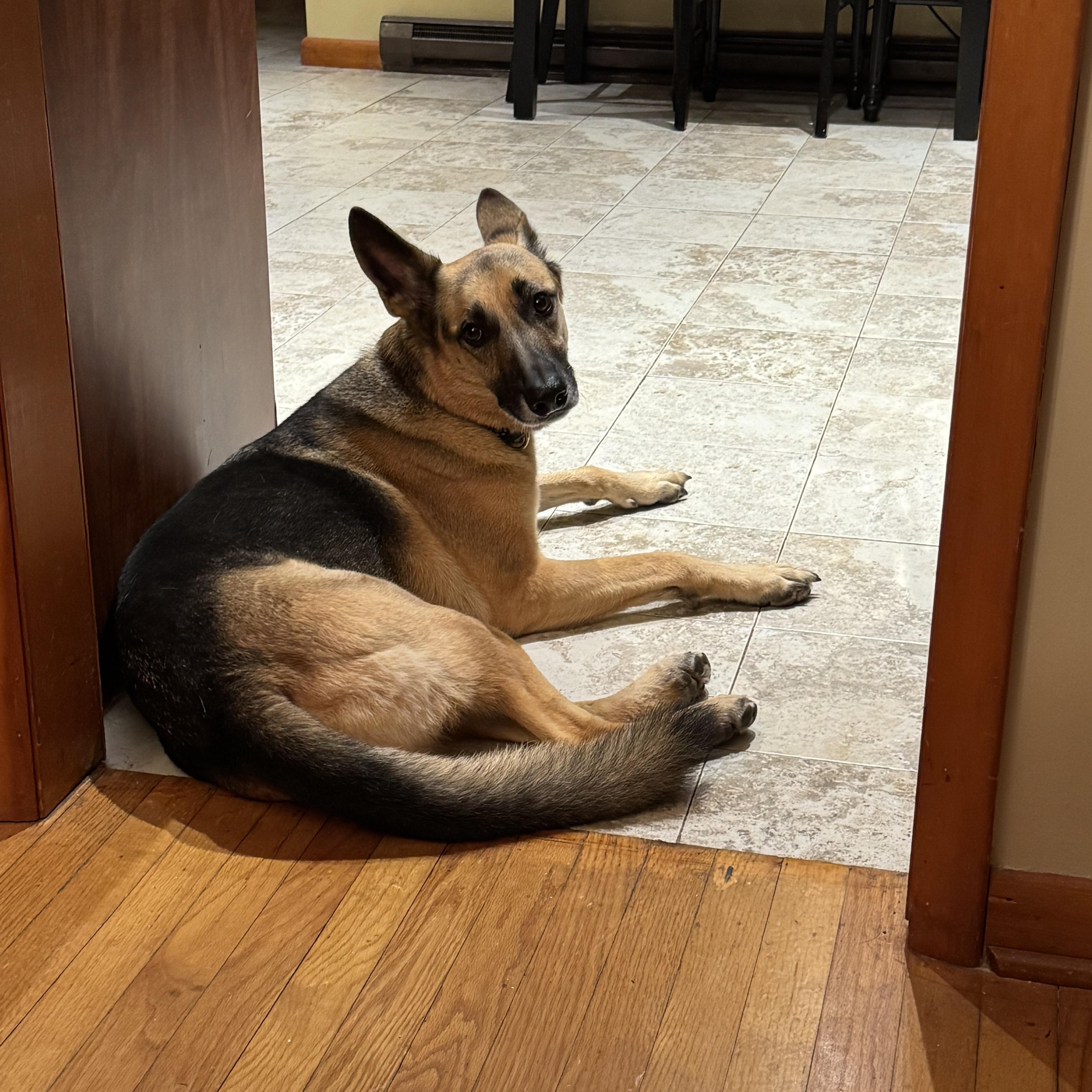 RANGER, adopted, Adult Male German Shepherd Dog.