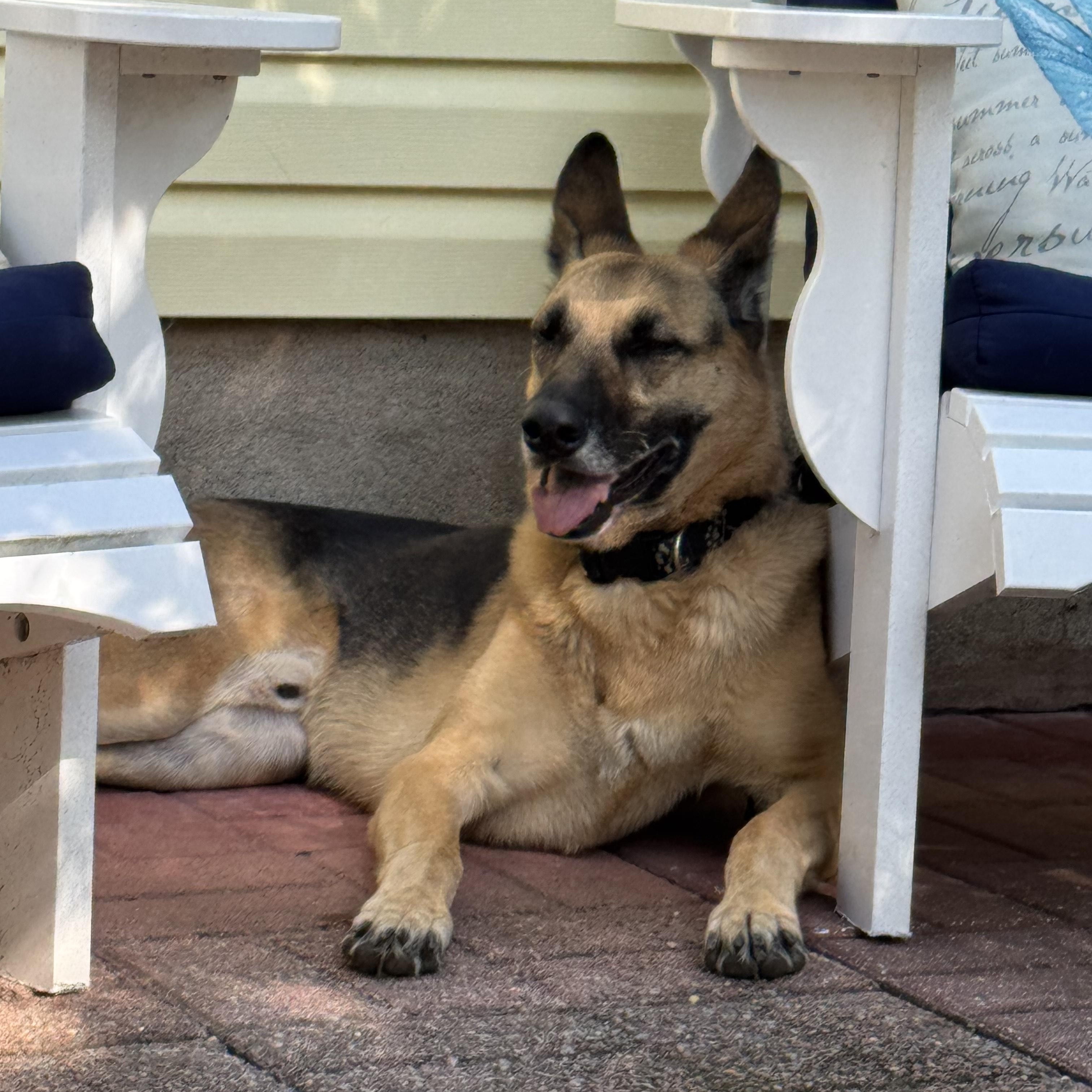 RANGER, Adoptable, Adult Male German Shepherd Dog.