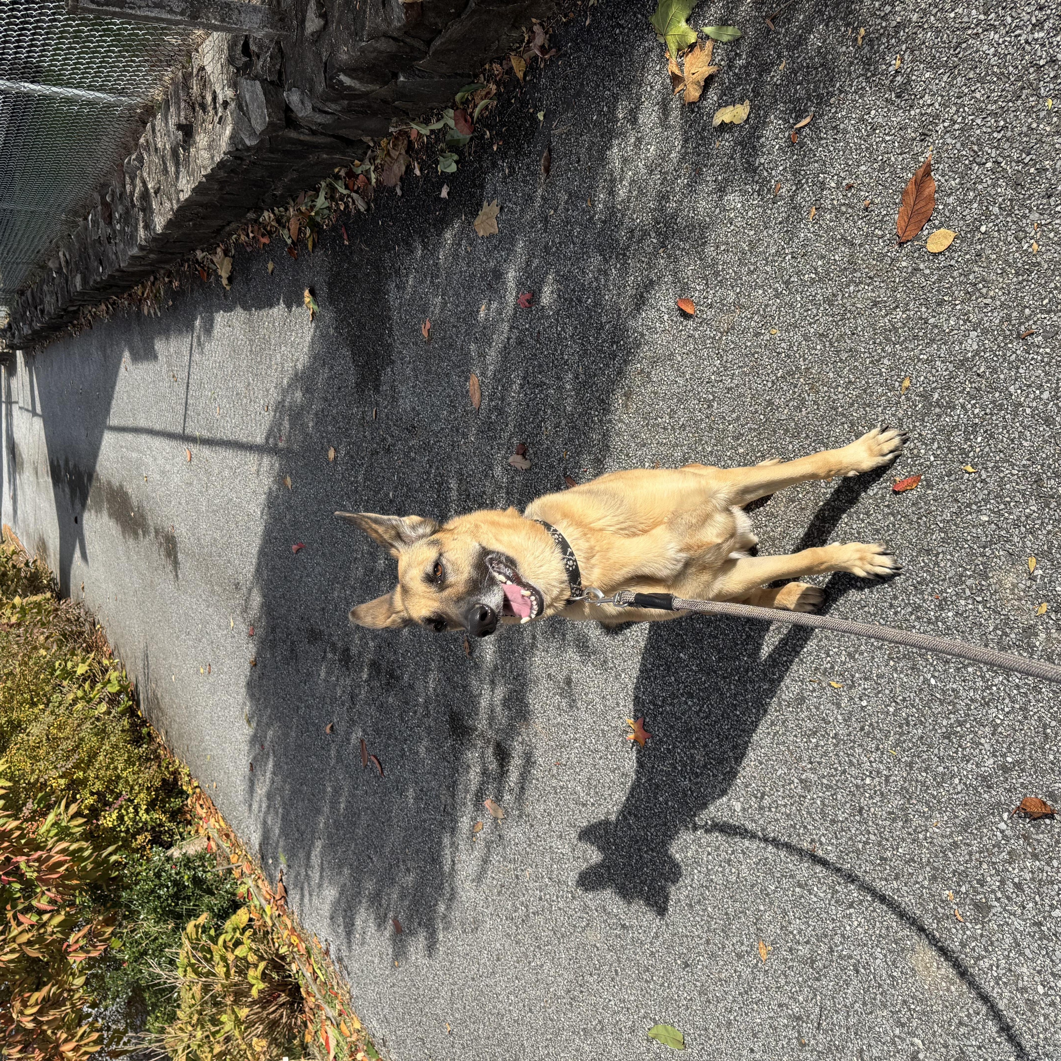 RANGER, a Adoptable German Shepherd Dog in Wilmington, DE image 3/4