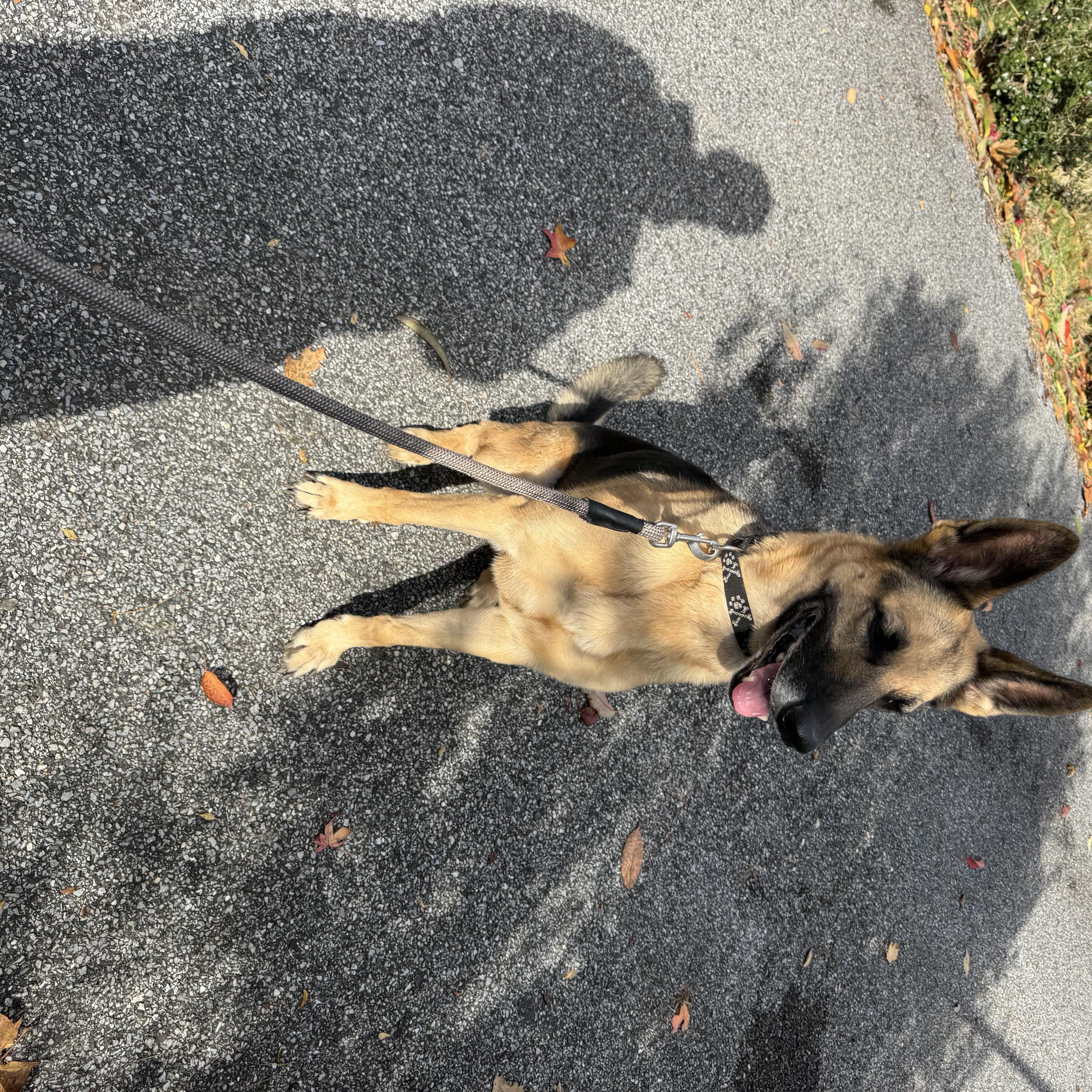 RANGER, a Adoptable German Shepherd Dog in Wilmington, DE image 4/4