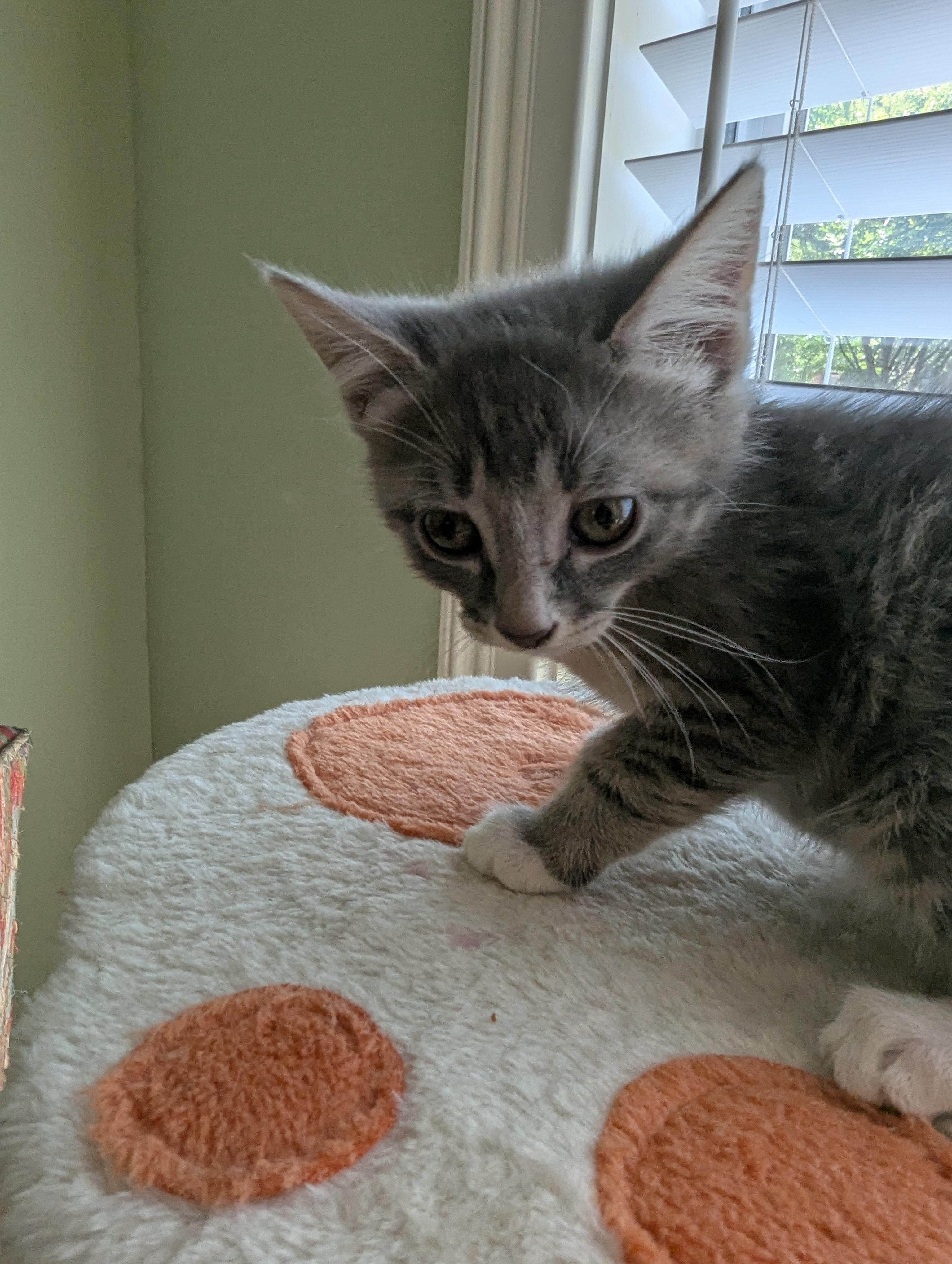 Mercy, a Adoptable Domestic Short Hair in Malden, MA image 4/4