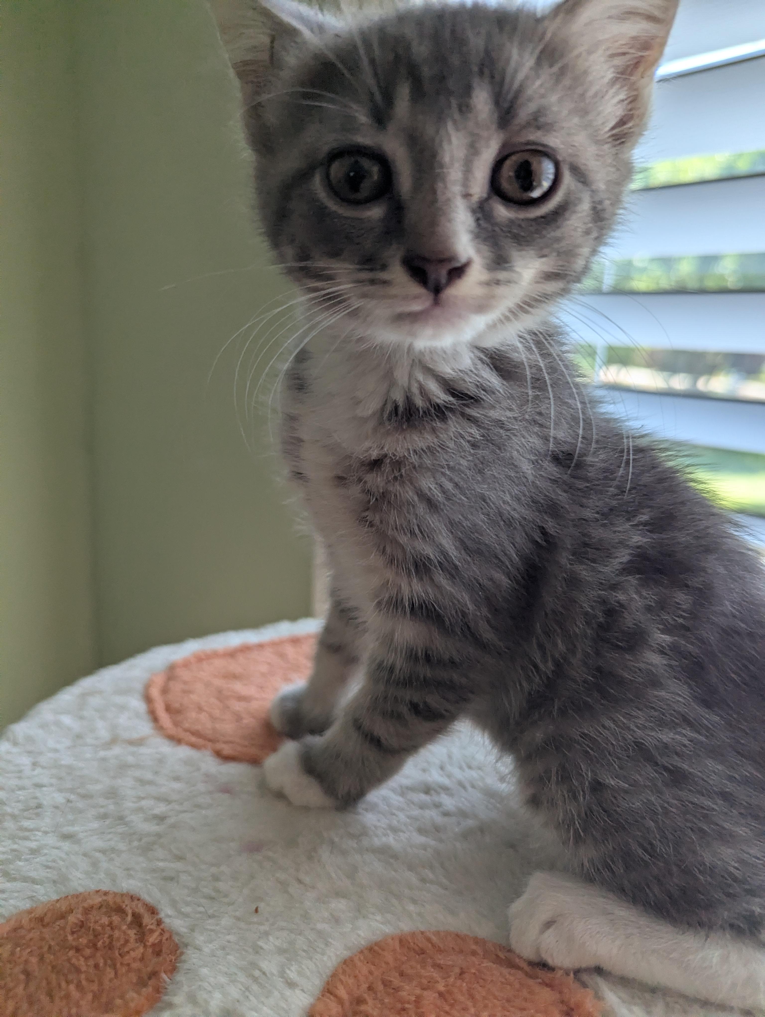Mercy, Adoptable, Kitten Female Domestic Short Hair.