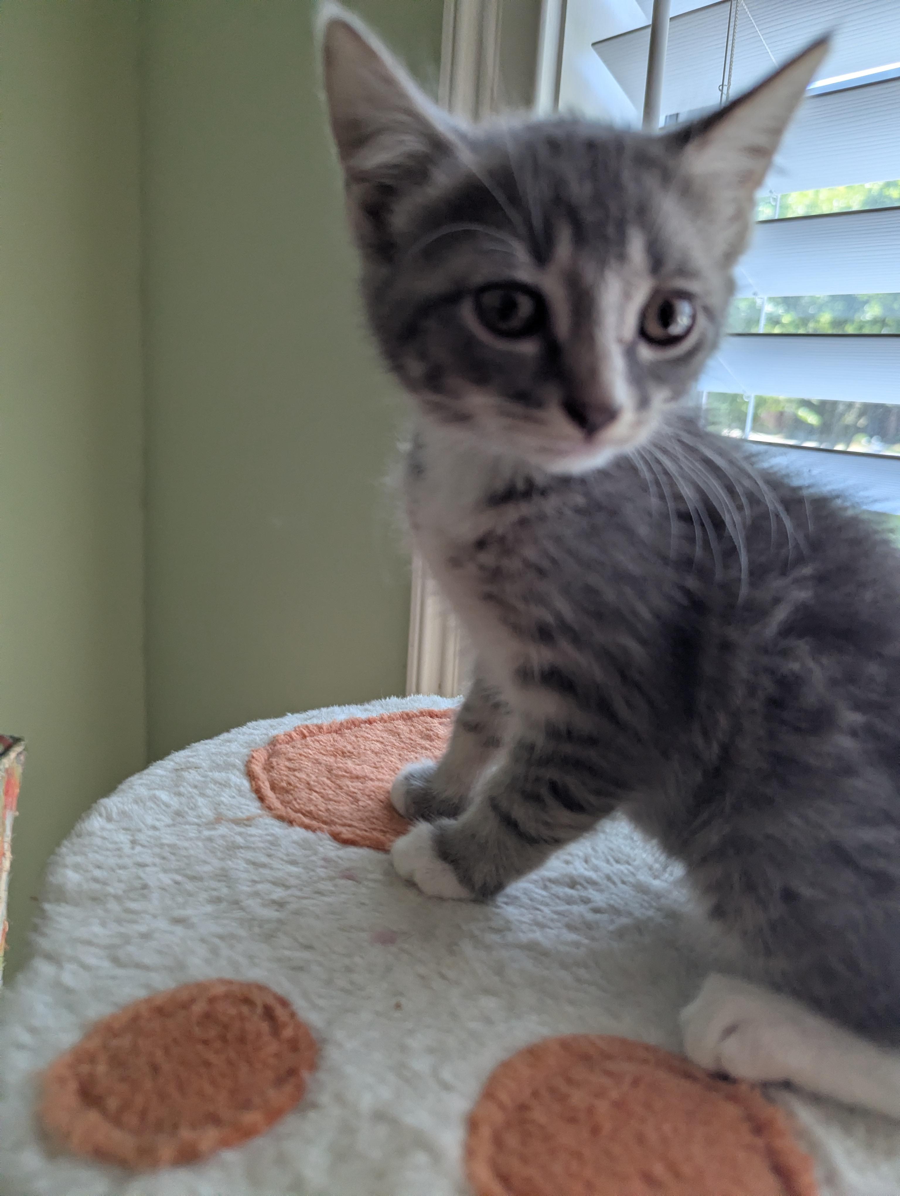 Mercy, a Adoptable Domestic Short Hair in Malden, MA image 2/4