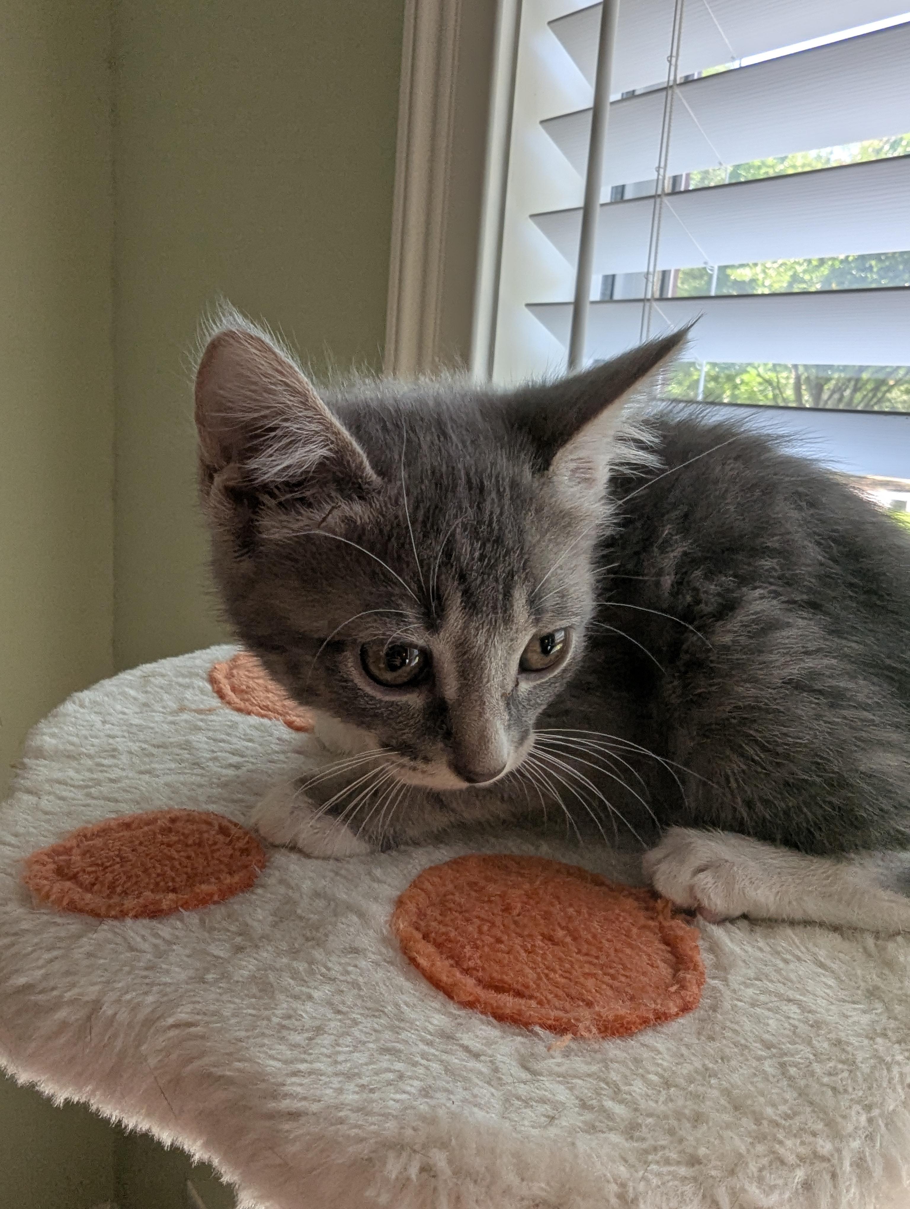 Mercy, a Adoptable Domestic Short Hair in Malden, MA image 3/4