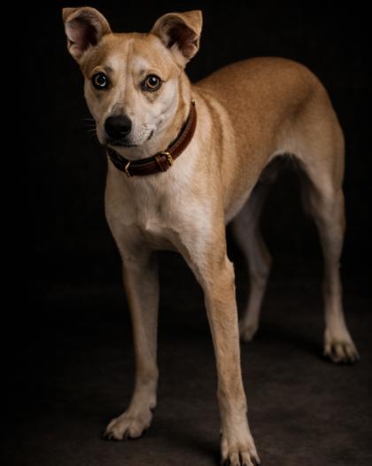 Jr. , ADOPTABLE, Adult Male Husky.