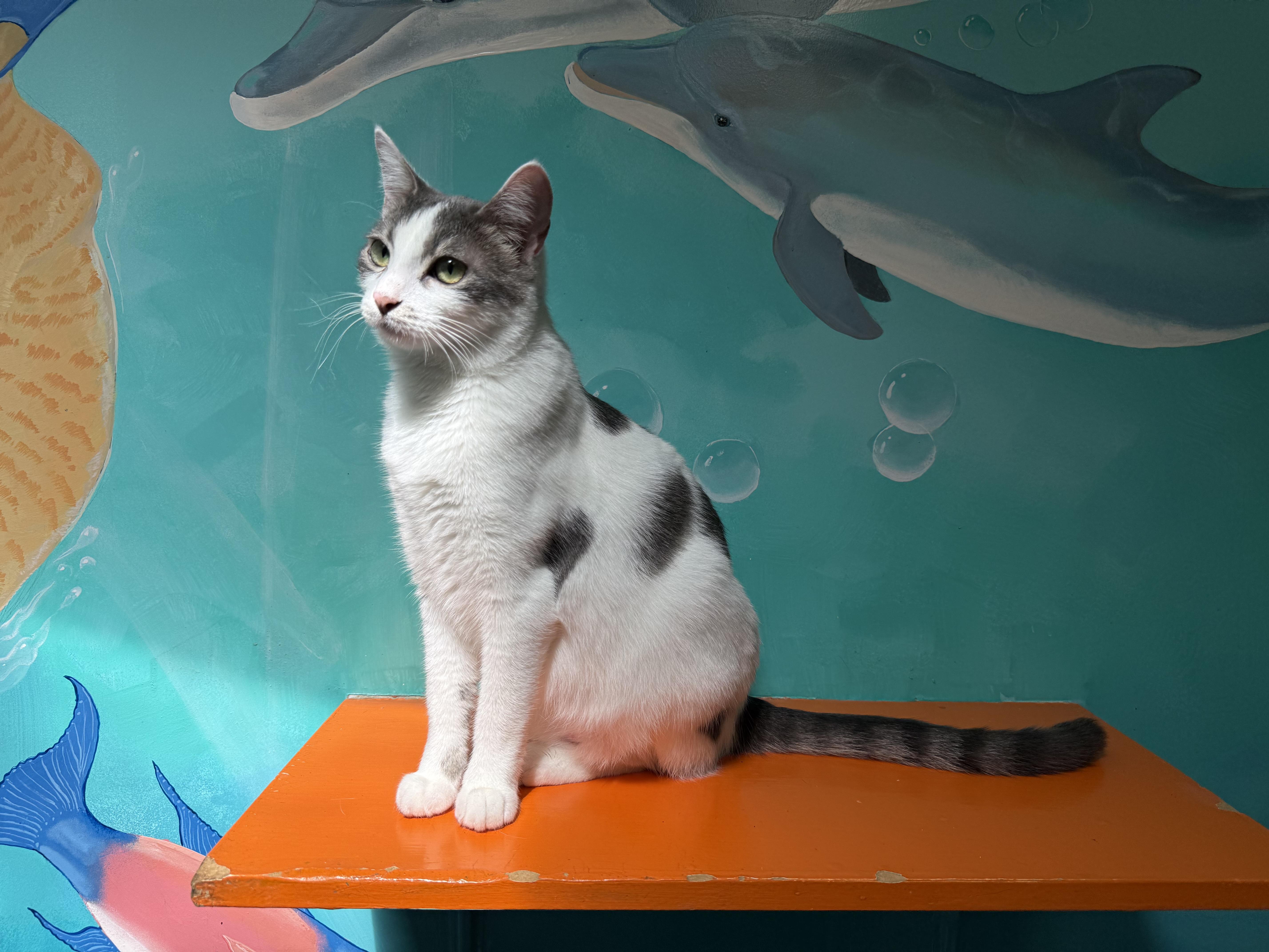 Momo, an adopted Domestic Short Hair in Newport Beach, CA image 1/6