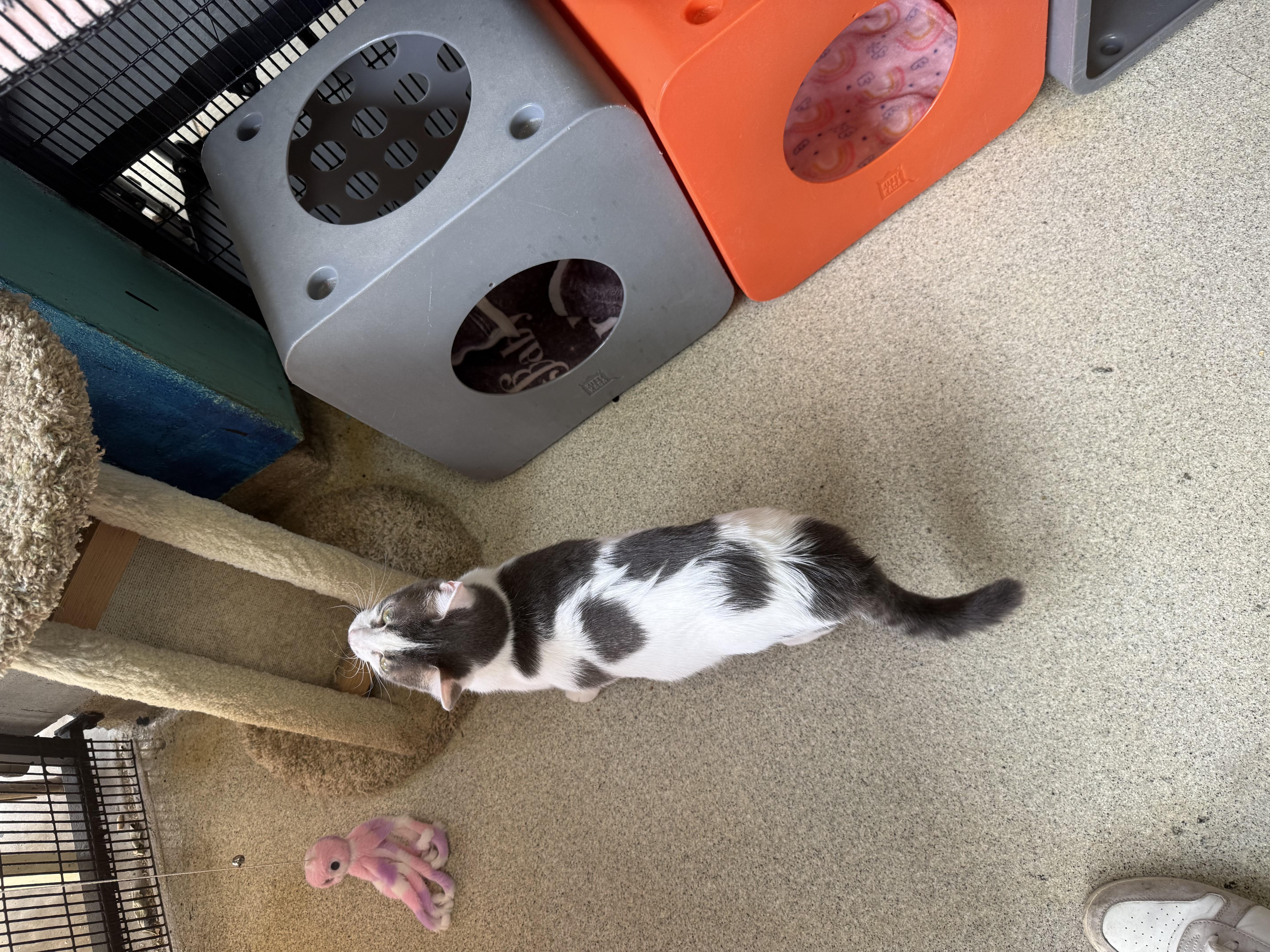 Momo, an adopted Domestic Short Hair in Newport Beach, CA image 3/6