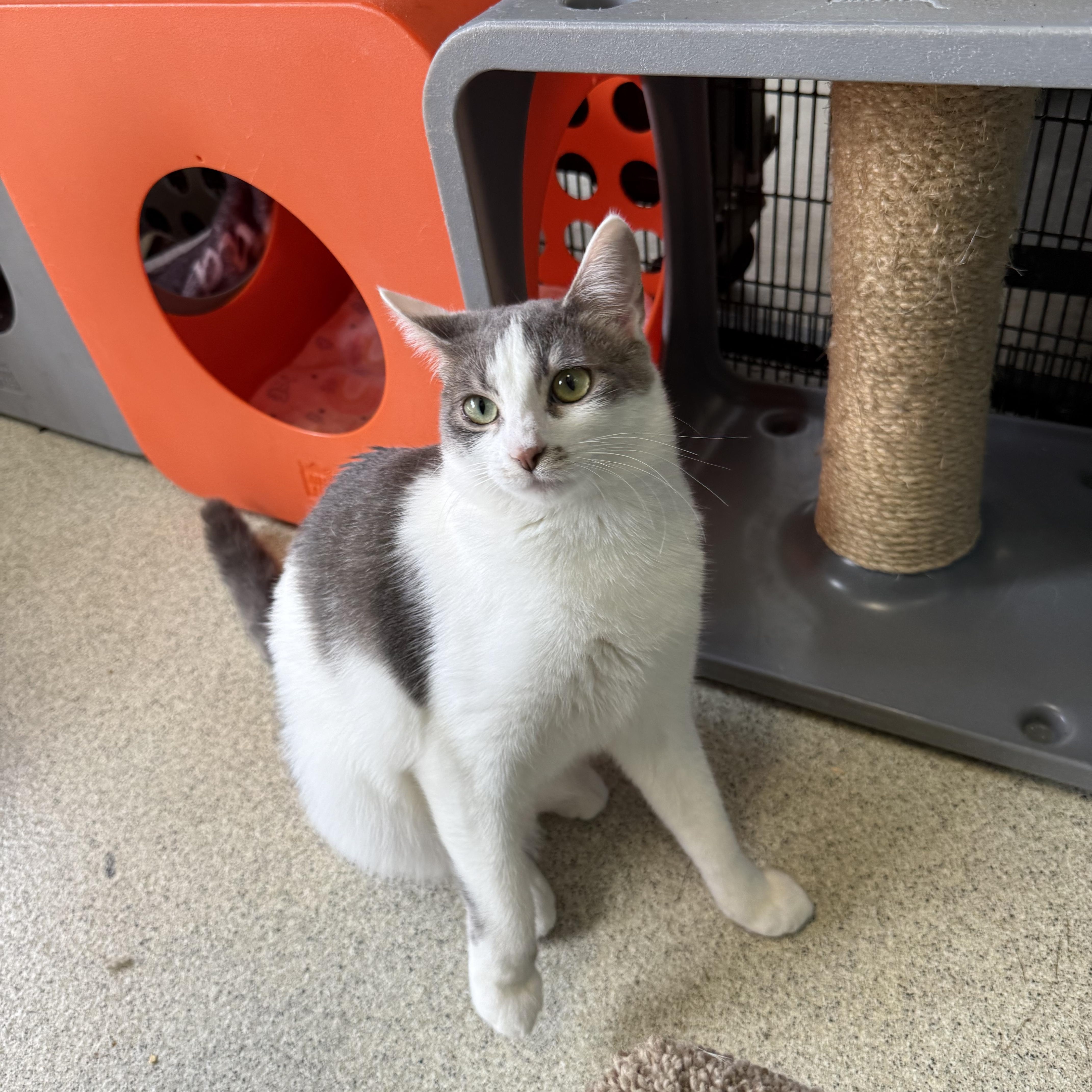 Momo, an adopted Domestic Short Hair in Newport Beach, CA image 2/6