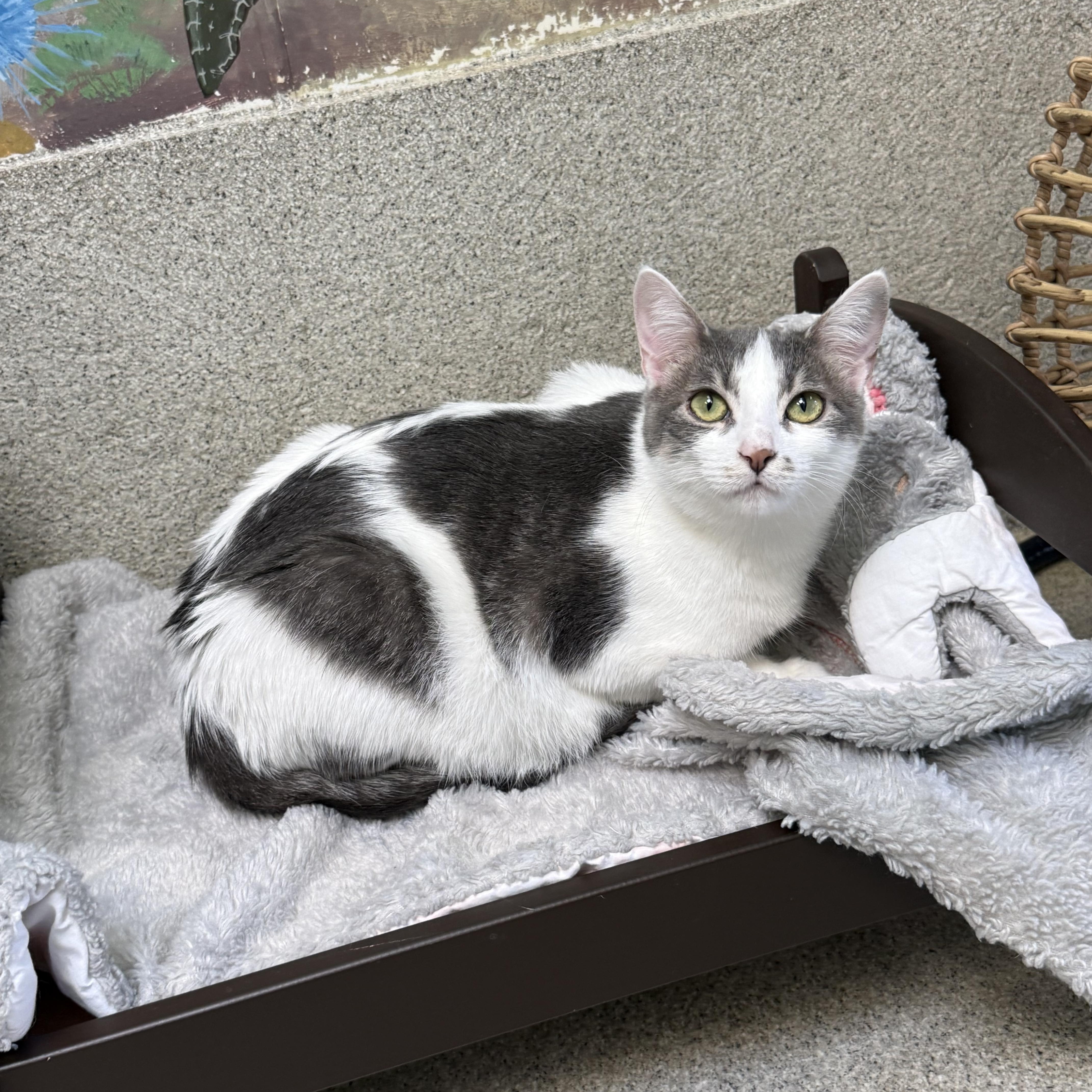 Momo, an adopted Domestic Short Hair in Newport Beach, CA image 4/6