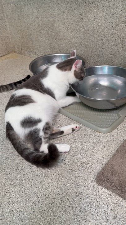 Enlarge Momo, an adopted Domestic Short Hair in Newport Beach, CA video 6/6