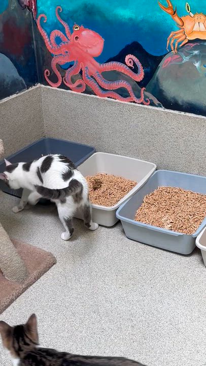 Enlarge Momo, an adopted Domestic Short Hair in Newport Beach, CA video 5/6